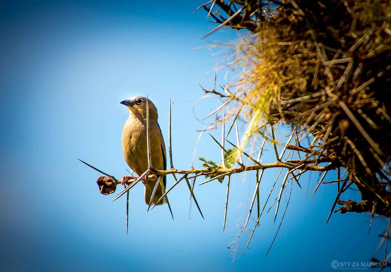 Národní park Amboseli - Ladislav Hanousek, Keňa
