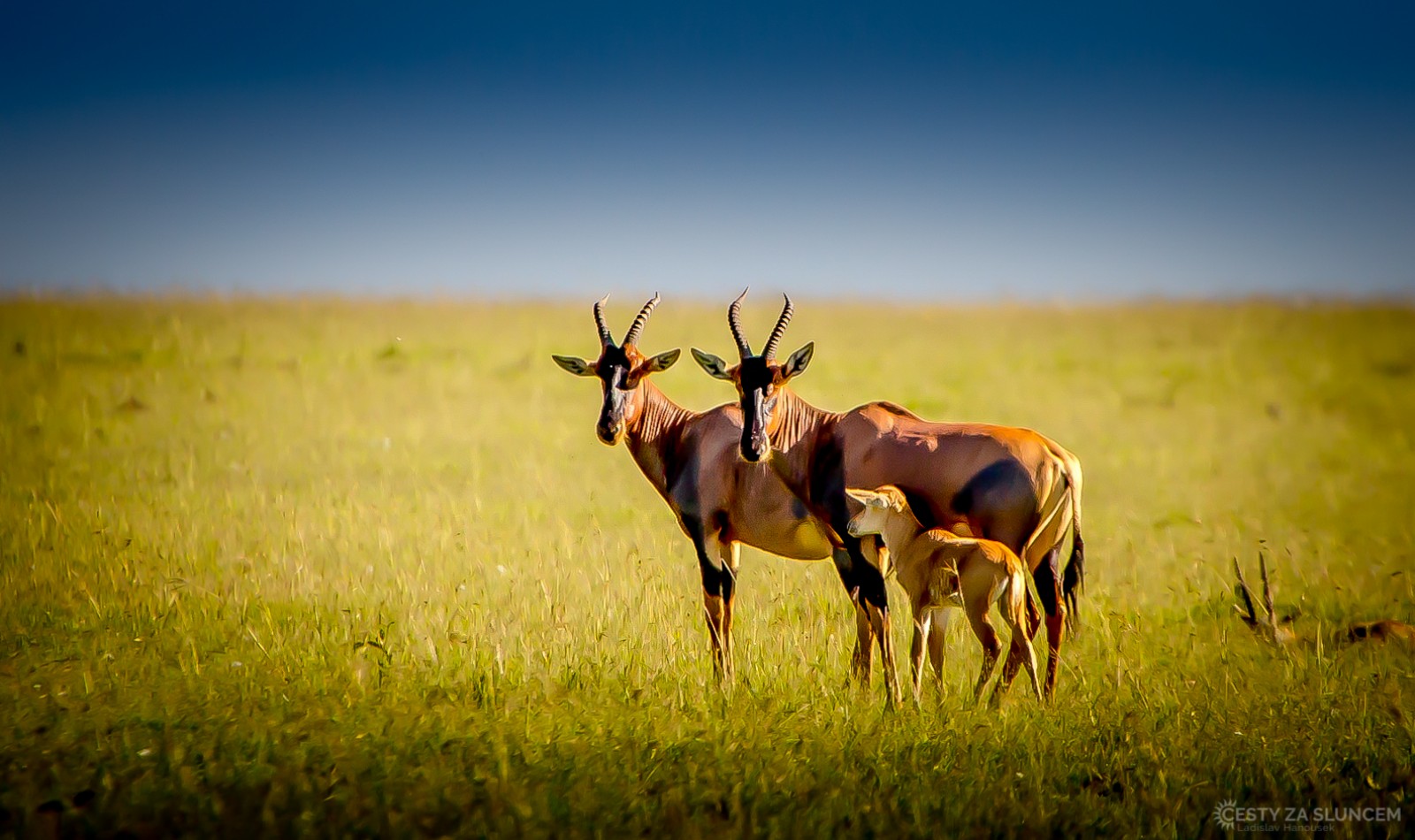Národní park Amboseli - Antilopa koňská - Ladislav Hanousek, Keňa