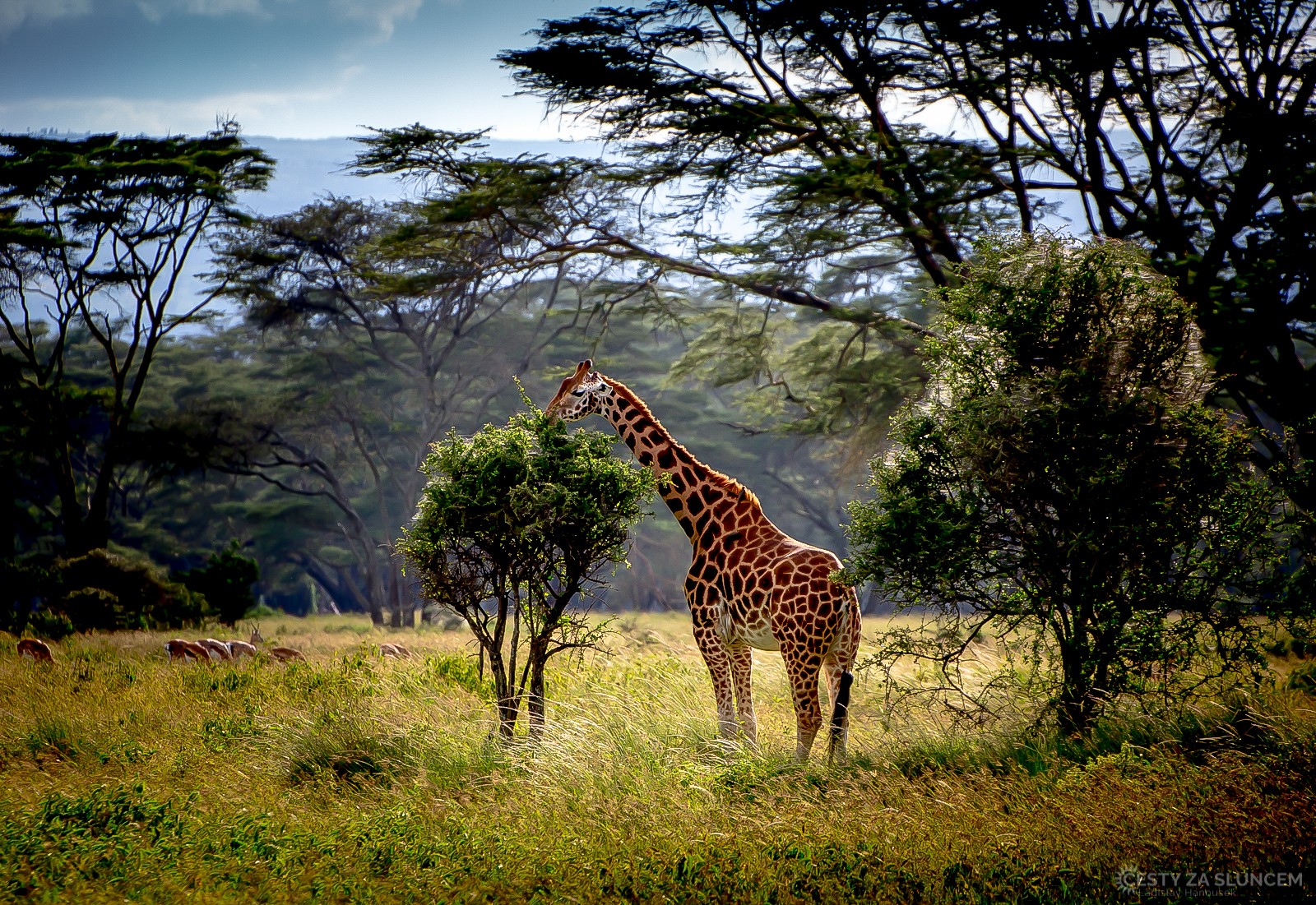Národní park Nakuru - Ladislav Hanousek, Keňa