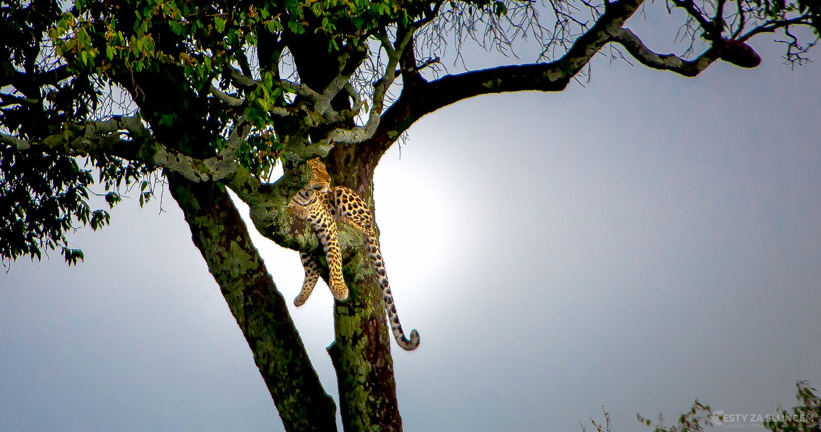 Národní park Masai Mara - levhart vyhlížející kořist - Ladislav Hanousek, Keňa