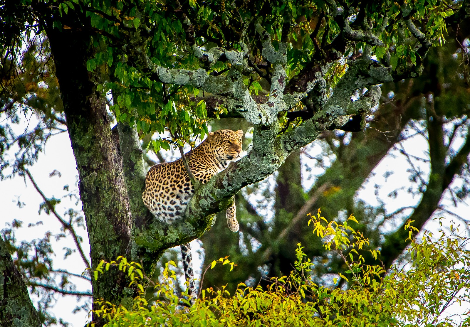 Národní park Masai Mara - levhart zahlédl kořist - Ladislav Hanousek, Keňa