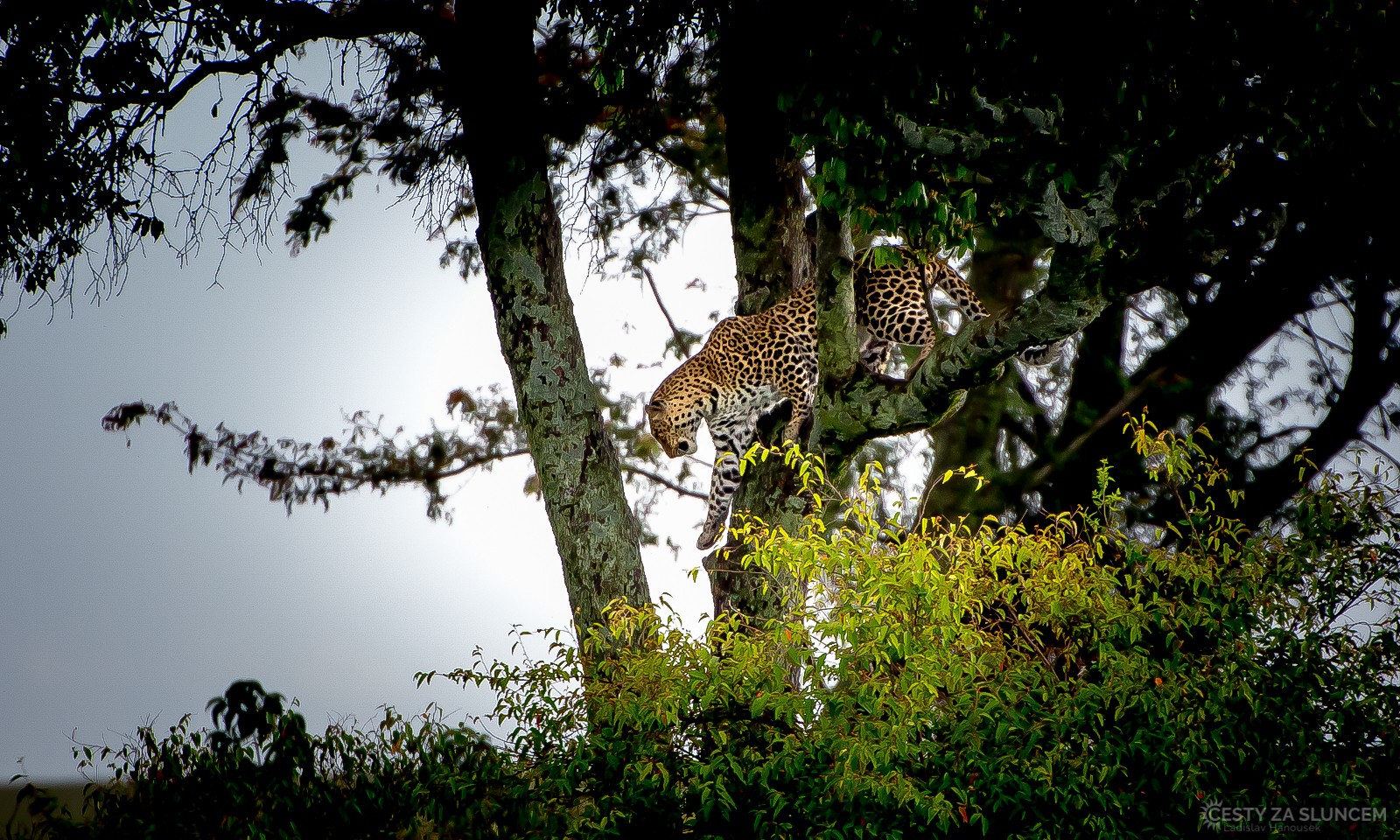 Národní park Masai Mara - levhart se za kořistí vydal.. - Ladislav Hanousek, Keňa