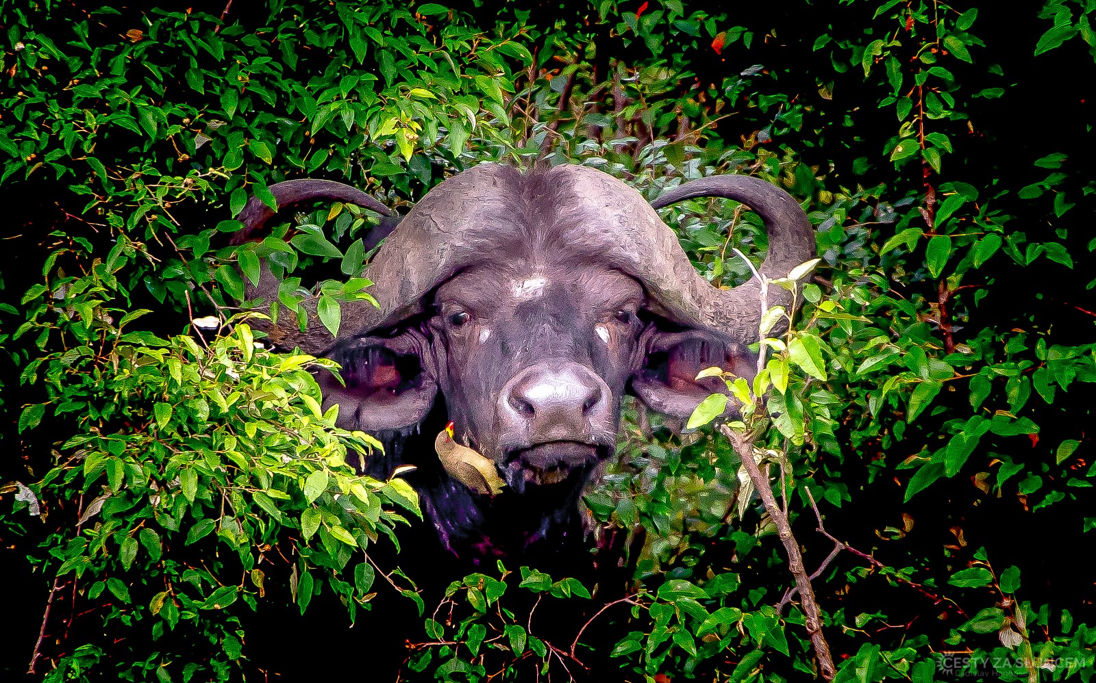 Národní park Masai Mara - Buvol africký a Klubák červenozobý - Ladislav Hanousek, Keňa
