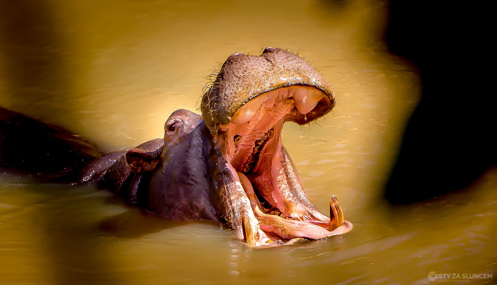 Hroch obojživelný - podle domorodců má na svědomí největší počet lidských obětí. - Ladislav Hanousek, Keňa