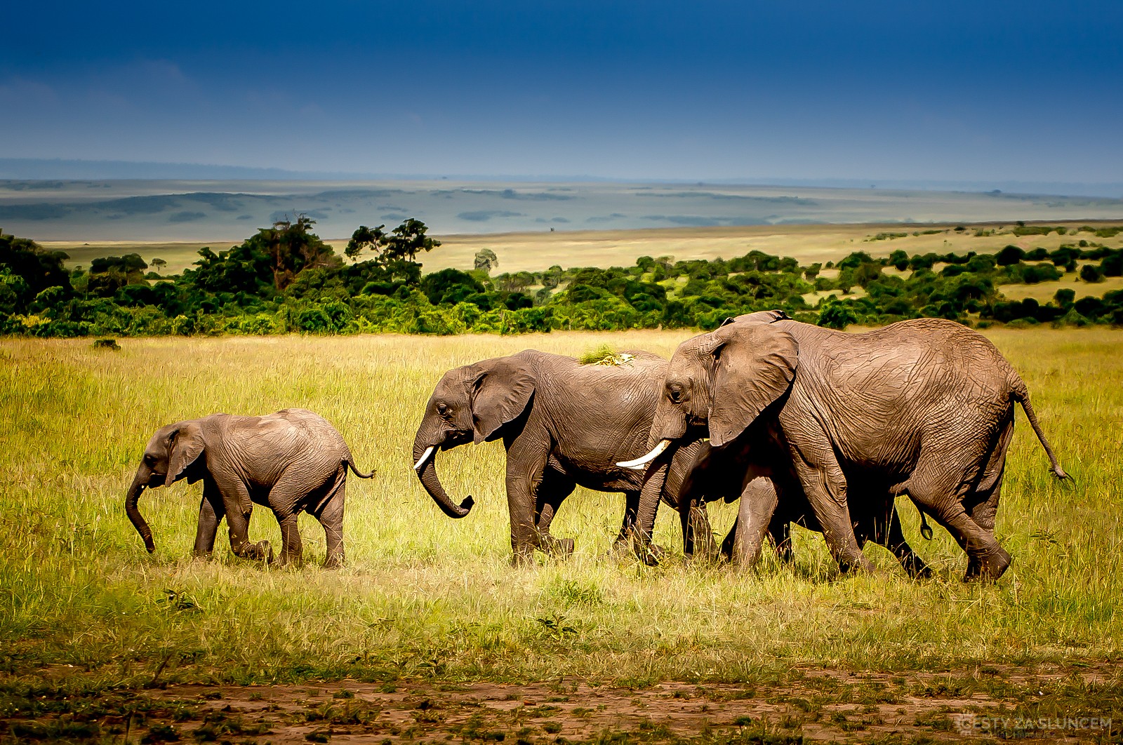Amboseli National Park - Ladislav Hanousek, Keňa