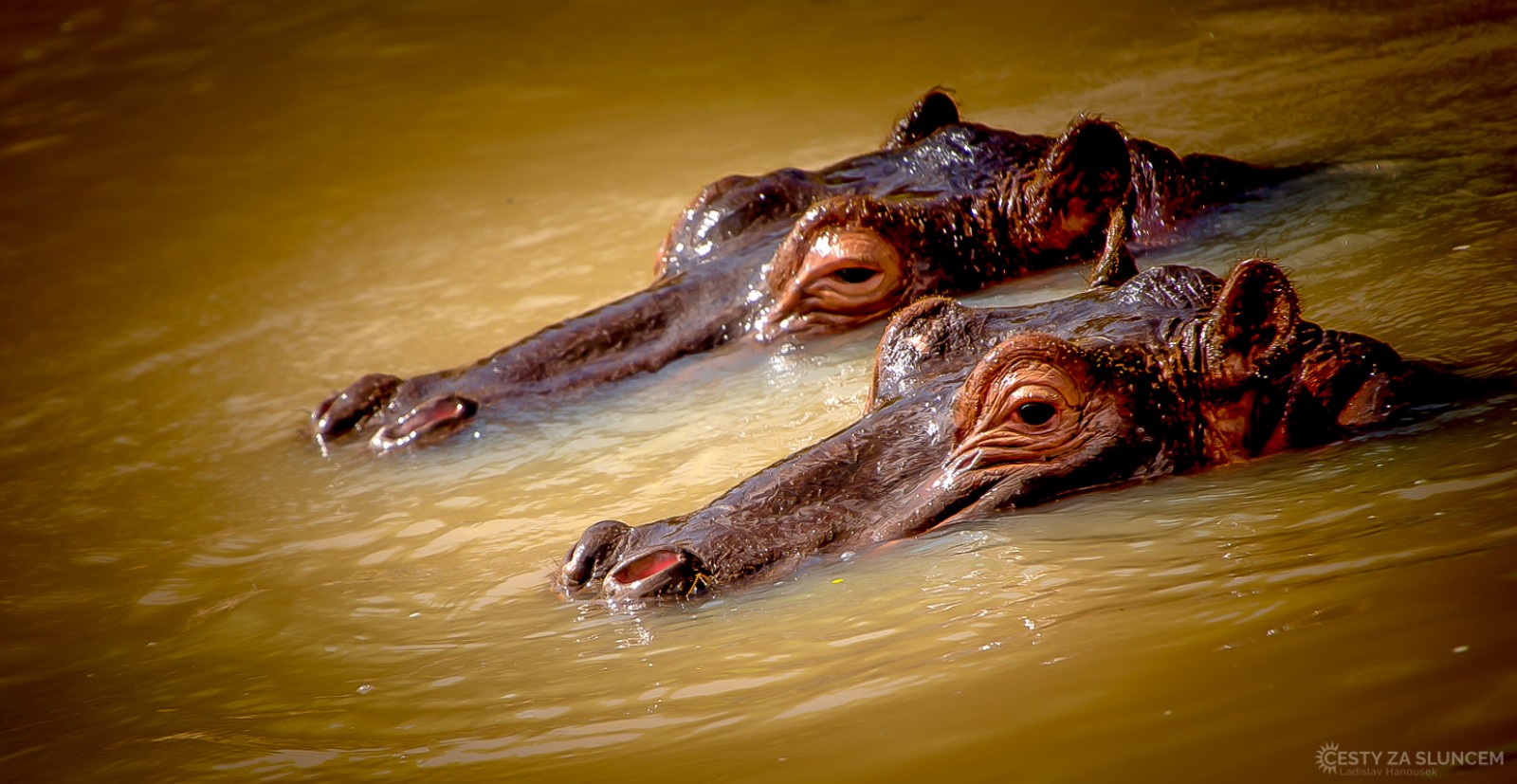 Národní park Masai Mara - krokodýli v řece Mara - Ladislav Hanousek, Keňa