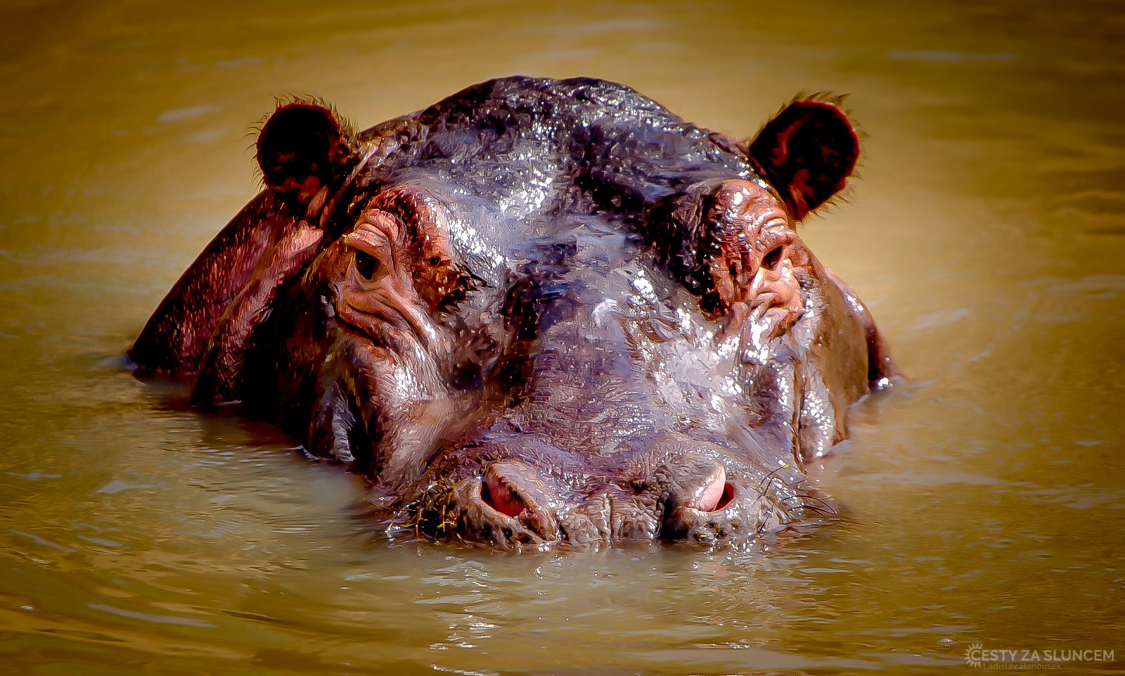 Hroch obojživelný - Ladislav Hanousek, Keňa