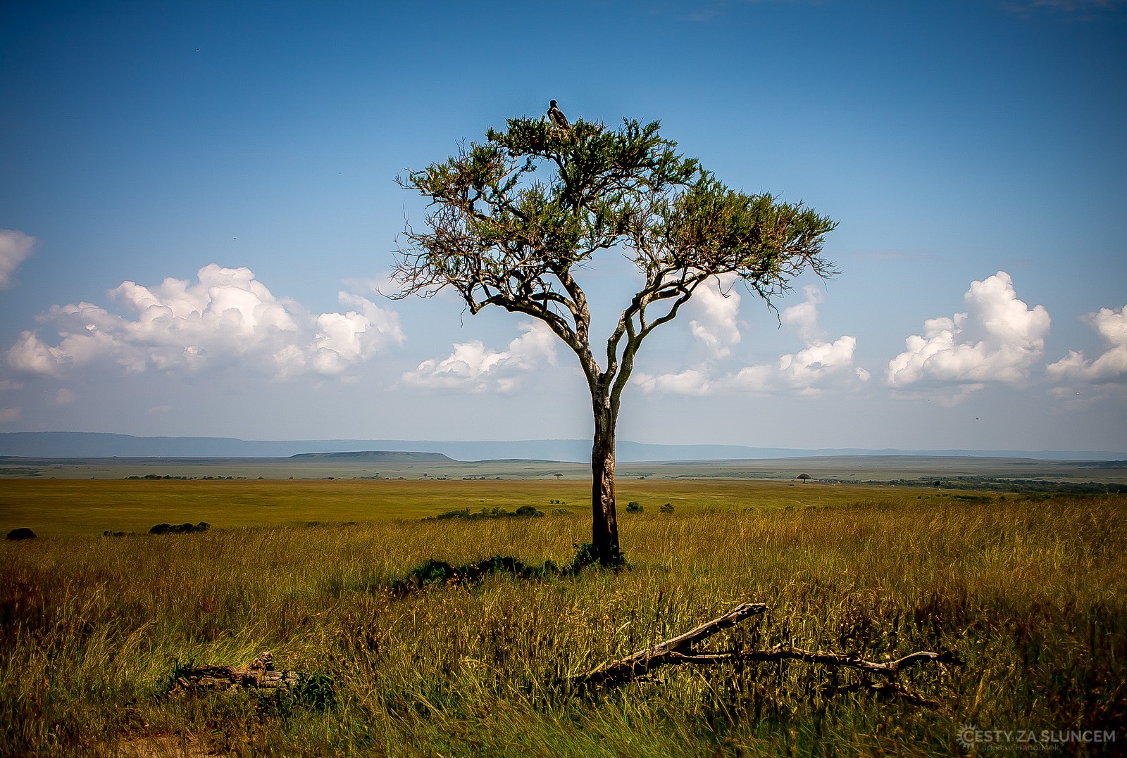 Národní park Masai Mara - Orel bojovný hnízdí na nejvýše dostupných místech. - Ladislav Hanousek, Keňa