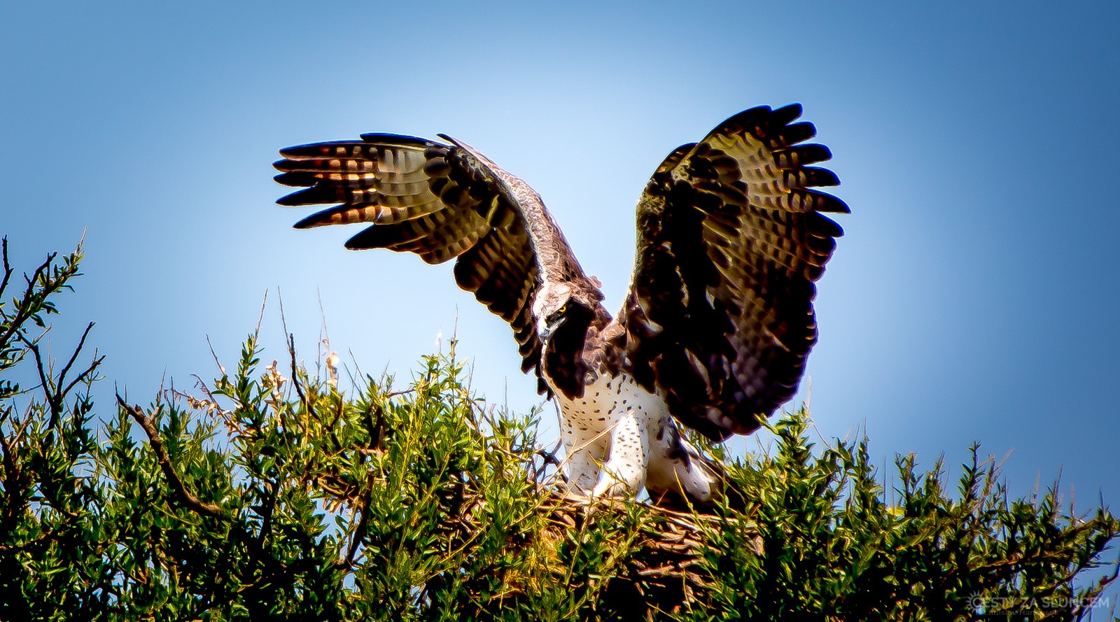 Orel bojovný: Stejně jako vzlétává, tak přistává proti větru.. - Ladislav Hanousek, Keňa