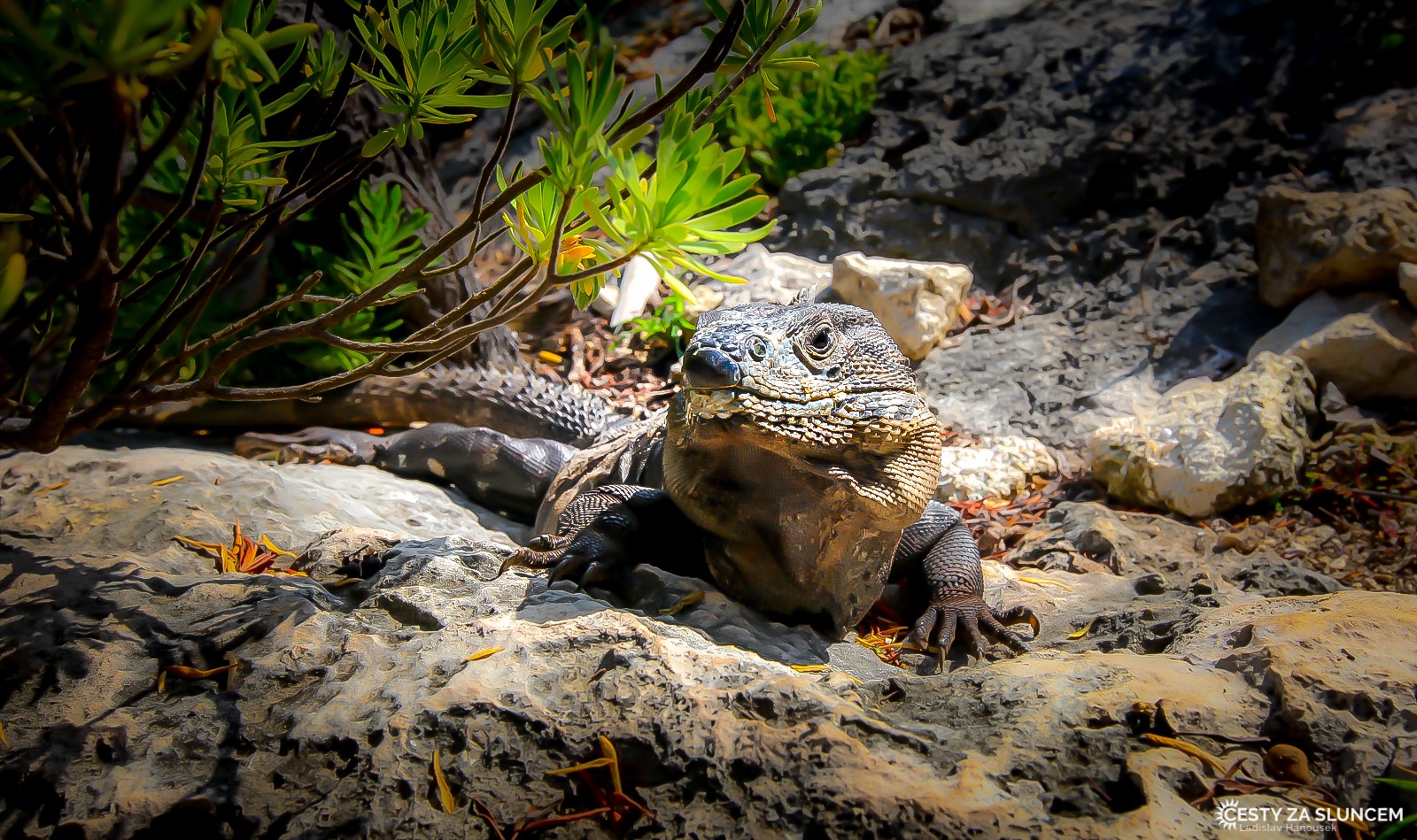 Leguán v rozvalinách starého města Tulum. - Ladislav Hanousek, Mexiko