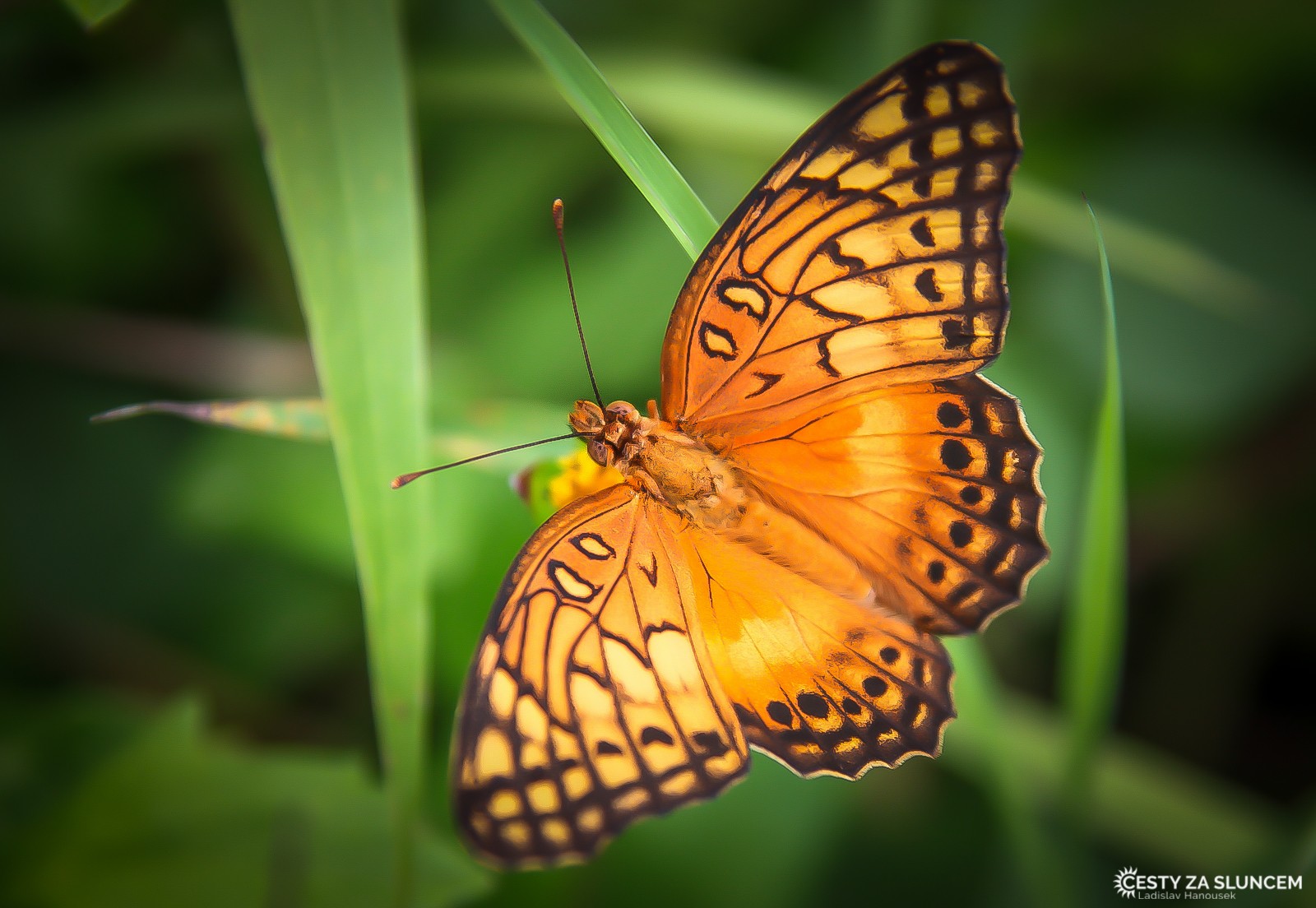 Motýl Monarcha - je to denní motýl z čeledi babočkovitých a vyznačuje se nejen skvělými letounskými vlastnostmi, ale také vynikajícím orientačním smyslem. - Ladislav Hanousek, Mexiko