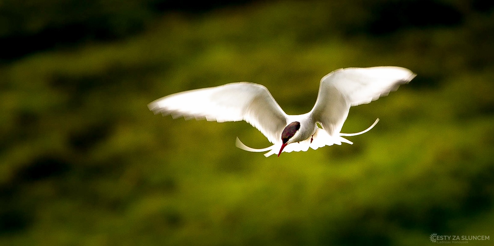 Rybák dlouhoocasý - Ladislav Hanousek, Island