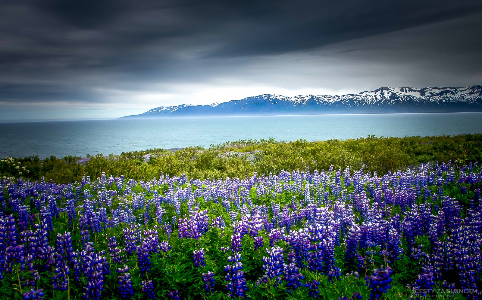 Koberce vlčího bobu jsou v červenci na Islandu na mnoha místech. - Ladislav Hanousek, Island