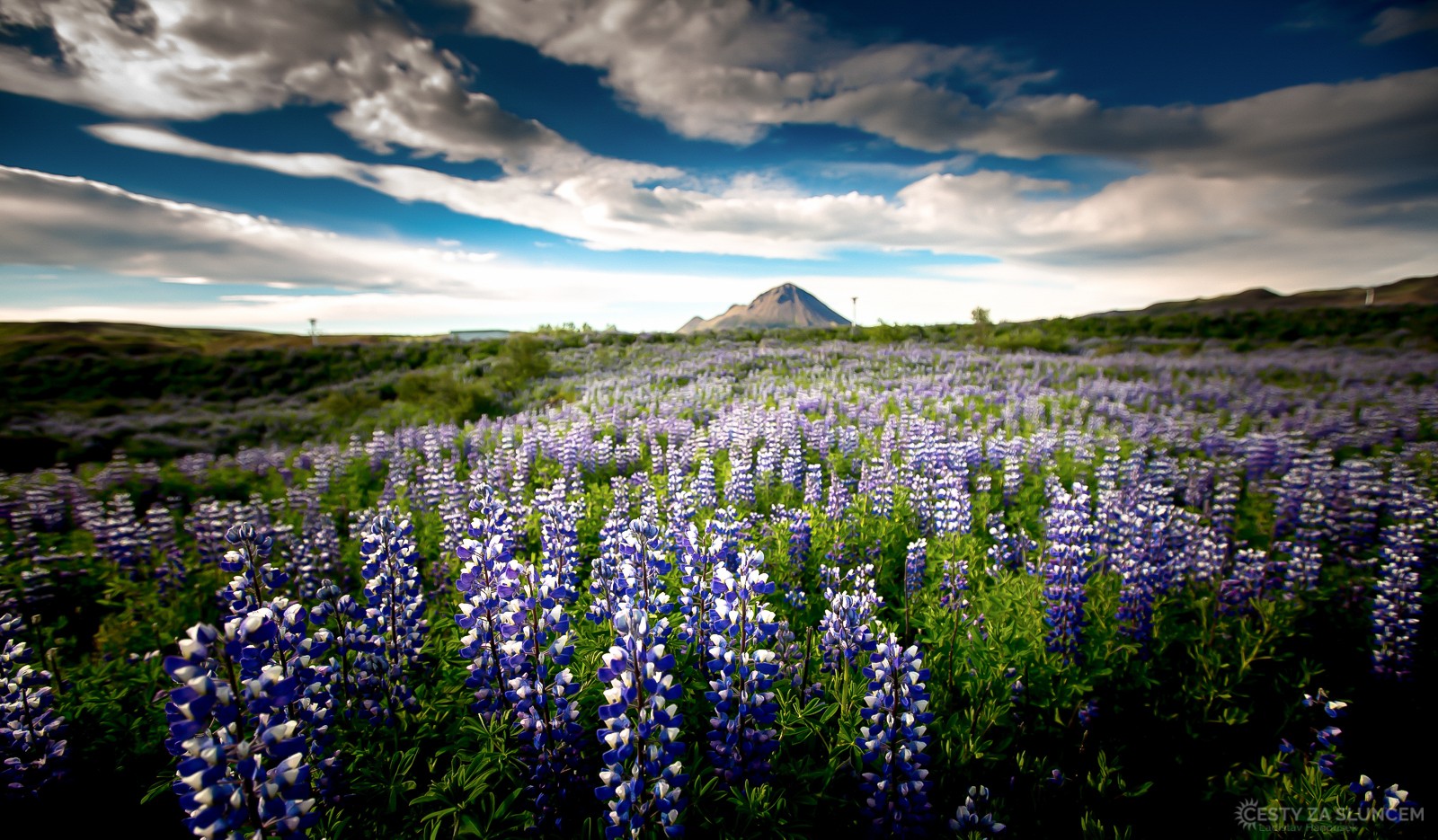 Vlčí bob pod sopkou Krafla - Ladislav Hanousek, Island