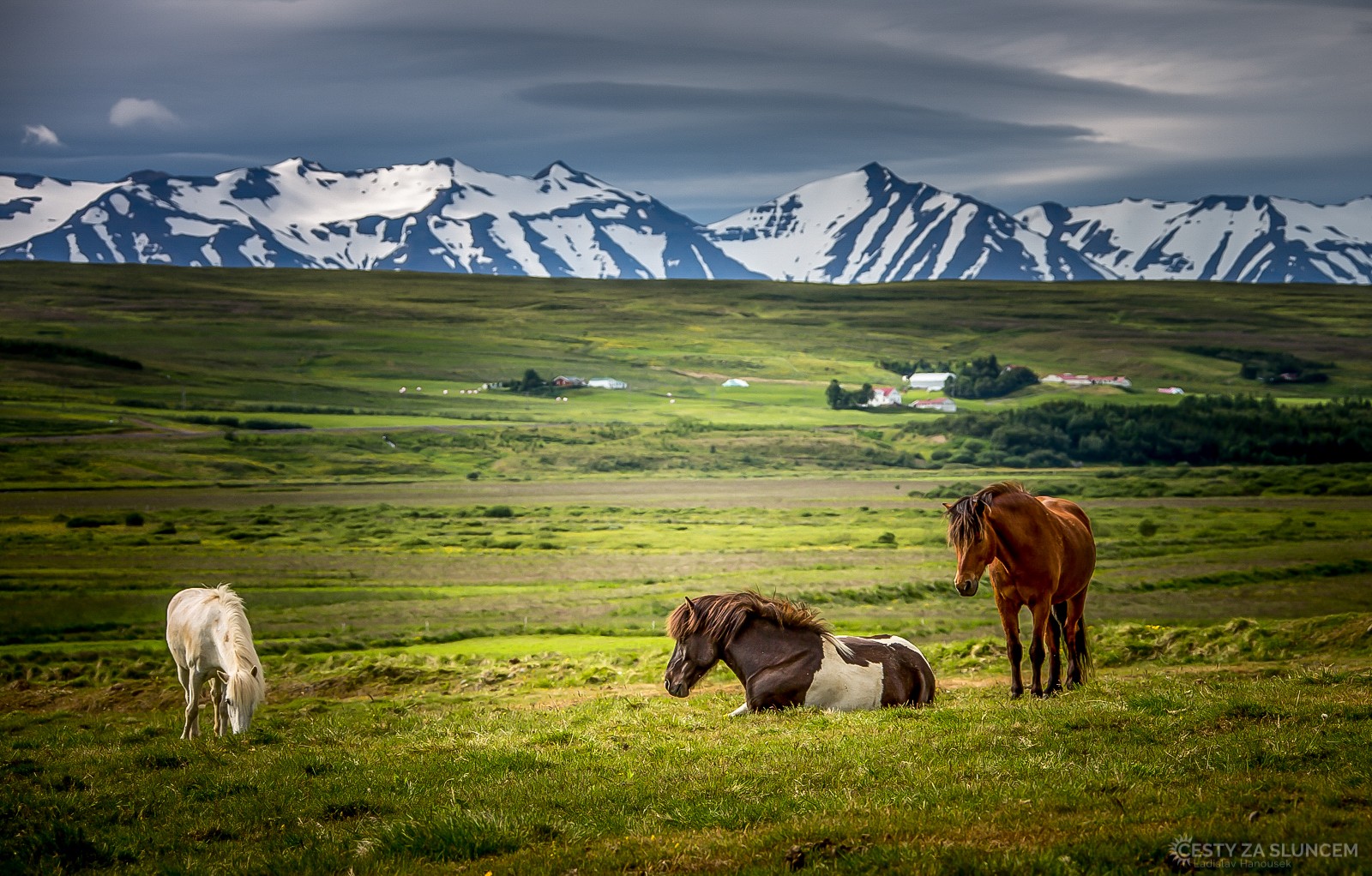 Islandští koně neměli prakticky po staletí (snad s vyjímkou člověka) v přírodě nepřítele. I proto jsou nebojácní a velmi přátelští. - Ladislav Hanousek, Island