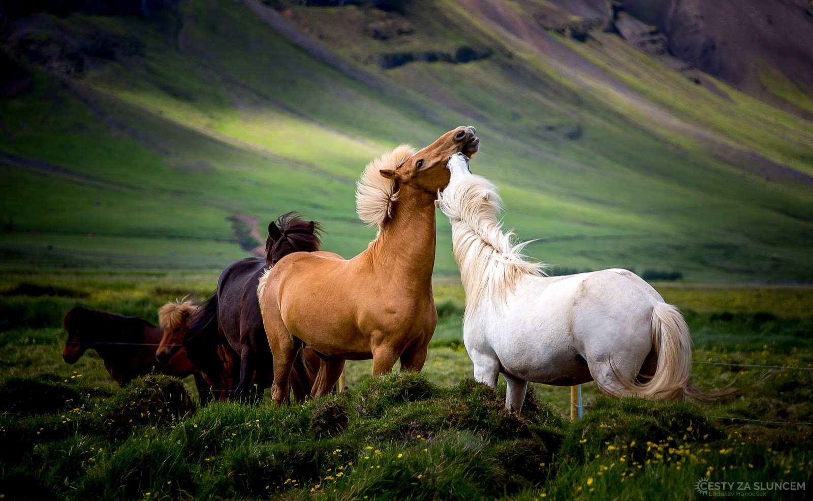 Divocí koně v oblasti Hunathing Vestra na severu Islandu. - Ladislav Hanousek, Island
