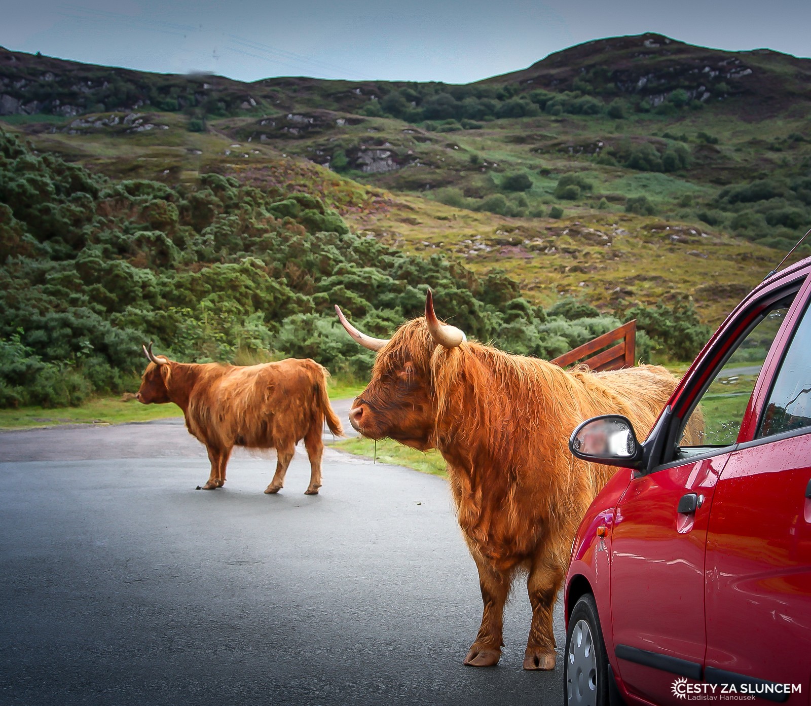 North West Highlands. Skotský náhorní skot neboli highland cattle je velmi tvrdé a odolné plemeno skotu. Již z jeho názvu je patrné, že pochází ze Skotska, původní oblast chovu zahrnuje západní a střední Skotsko a Hebridy. Archeologické nálezy prokázaly jeho existenci již v 6. století. - Ladislav Hanousek, Skotsko