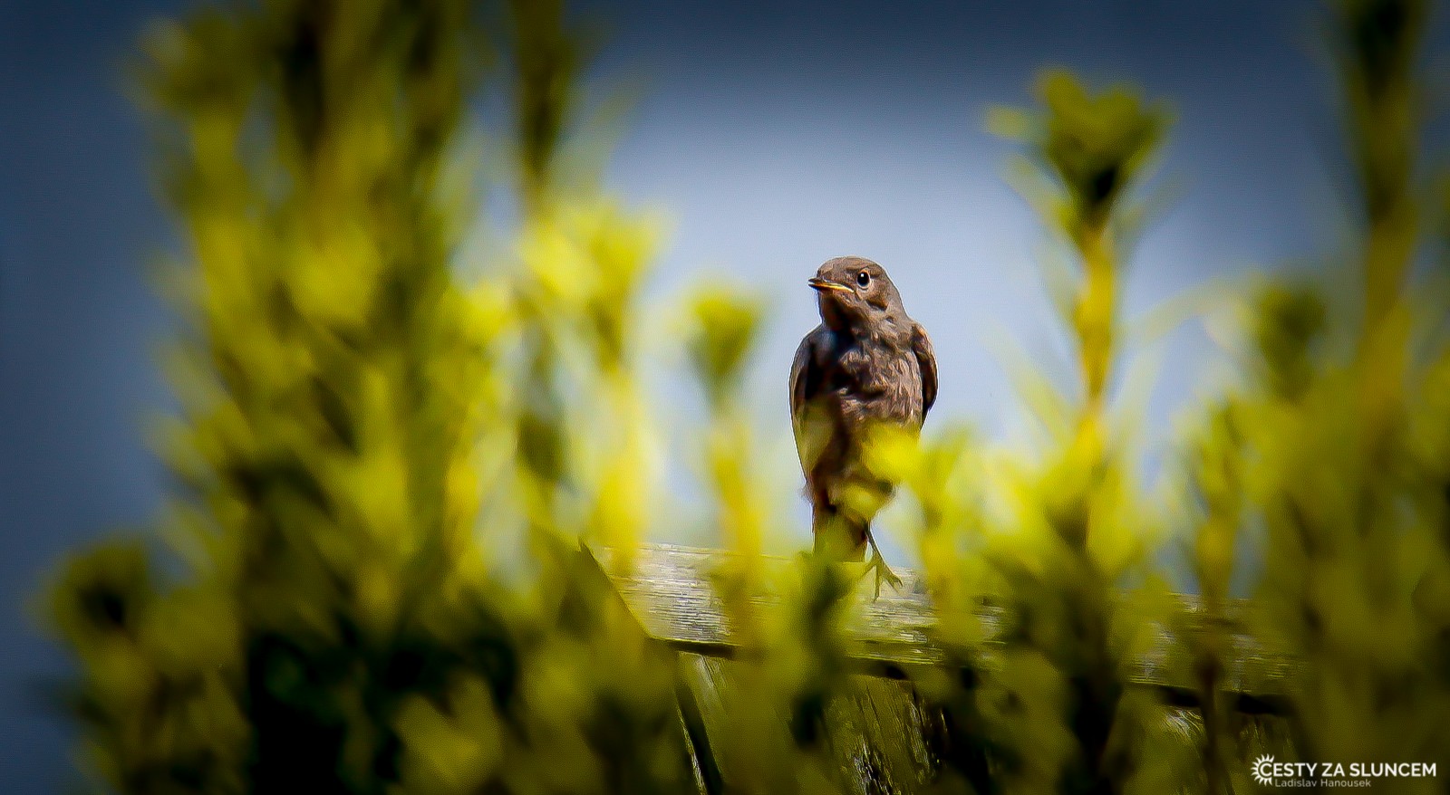 Traunkichen - Ladislav Hanousek, Rakousko