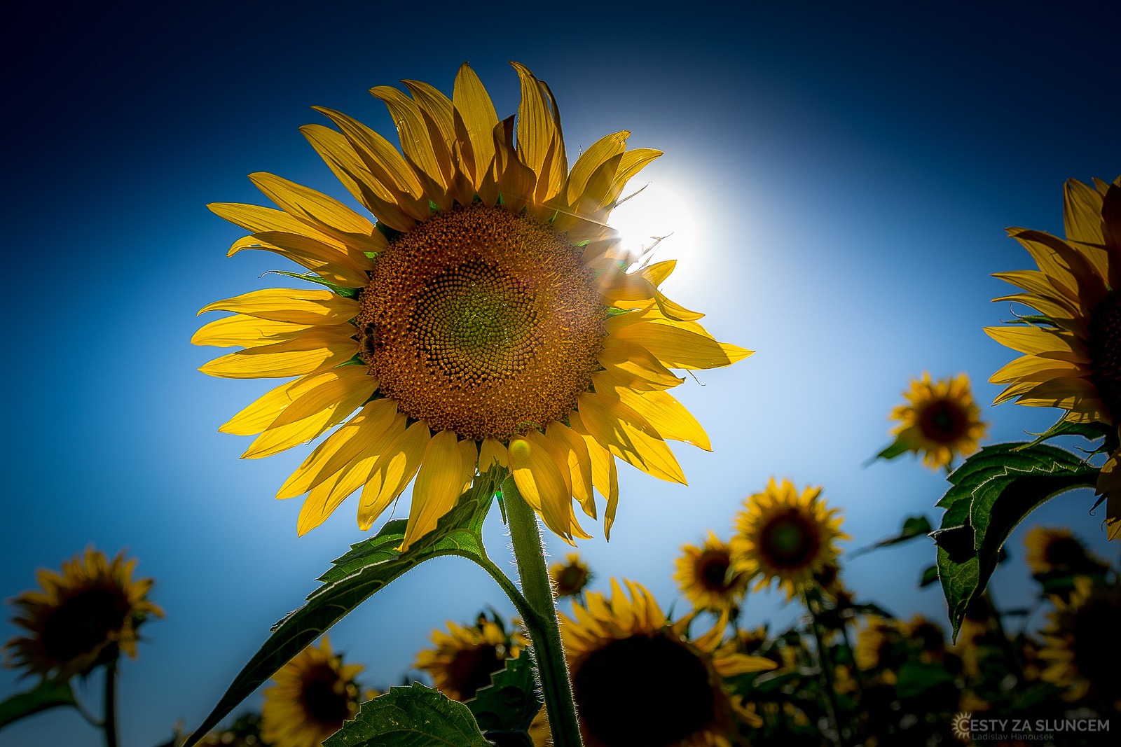 Pole slunečnic pod hradem Carcassonne - Ladislav Hanousek, Jižní Francie