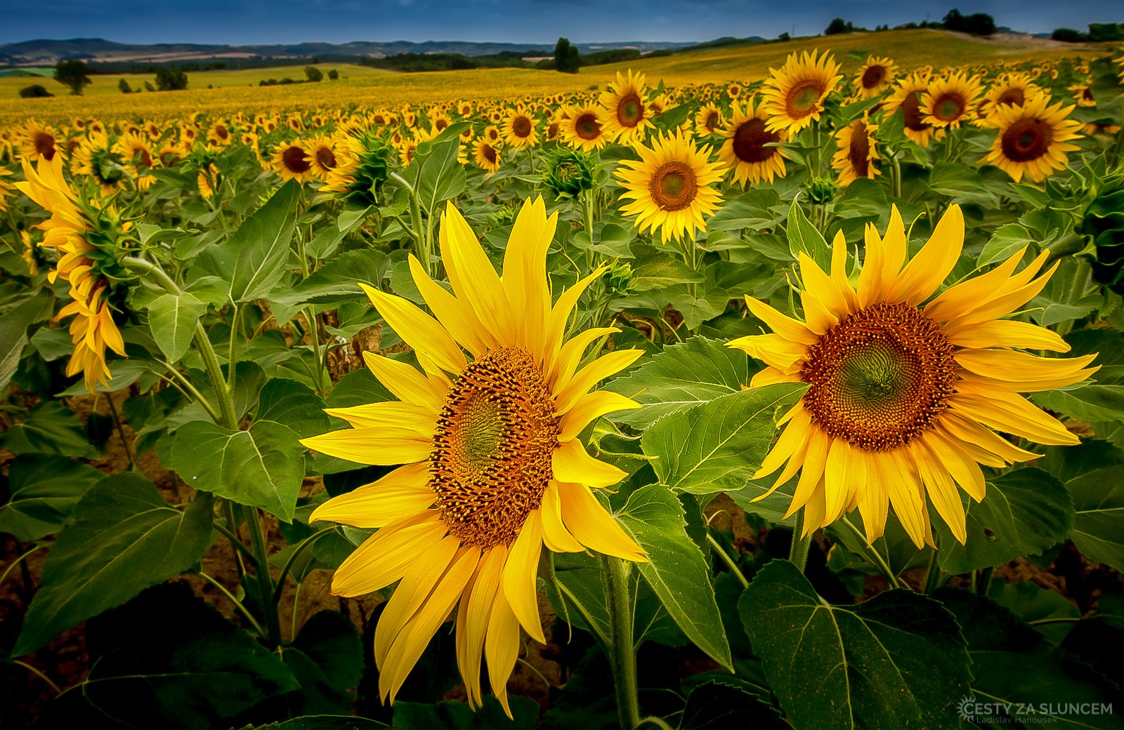 Carcassonne - pole slunečnic - Ladislav Hanousek, Jižní Francie