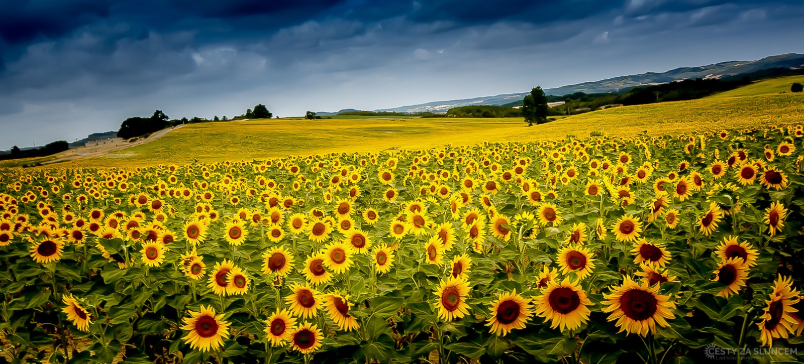 Jižní Francie u Millau - Ladislav Hanousek, Květiny a stromy