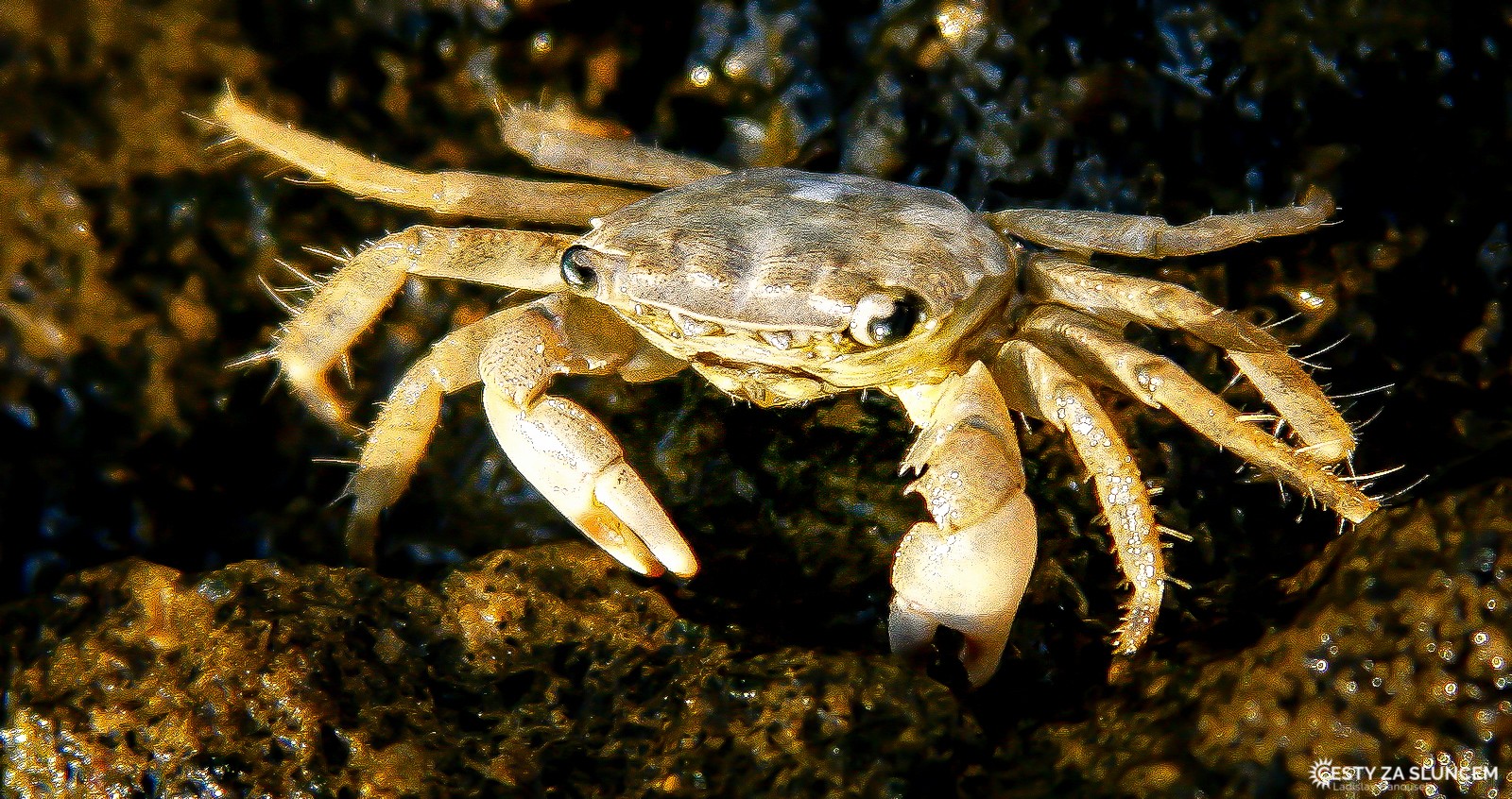 Růst kraba závisí na potravě. Jelikož jeho tvrdý krunýř růst nemůže, odehrává se růst po etapách. Vždy po určitém čase svlékne krab starý, malý krunýř a místo něho mu naroste nový, měkký. - Ladislav Hanousek, Slovinsko
