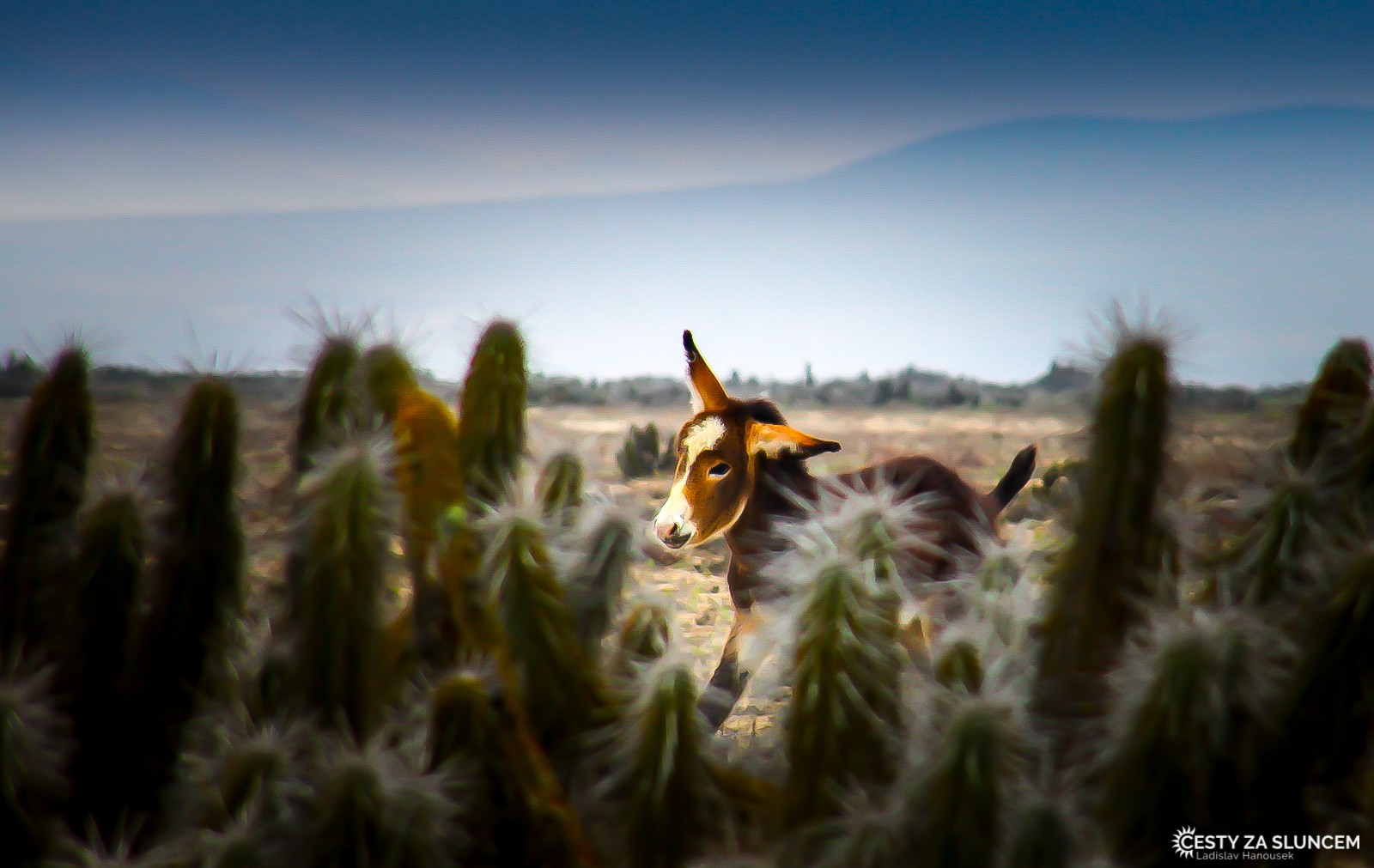 Oslík v národním parku La Campana. - Ladislav Hanousek, Chile