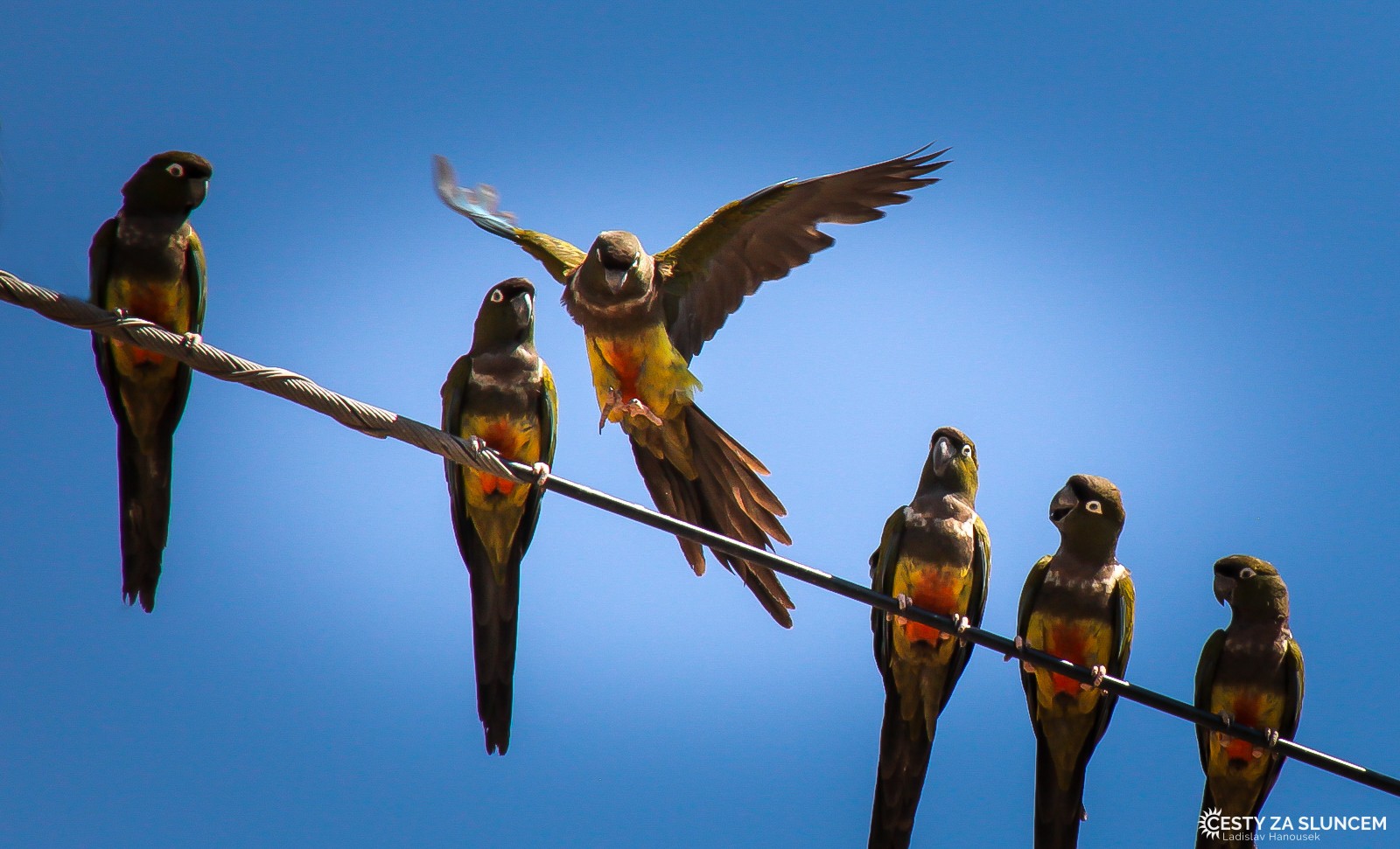 La Campana National Park - konečně i papoušci. - Ladislav Hanousek, Chile