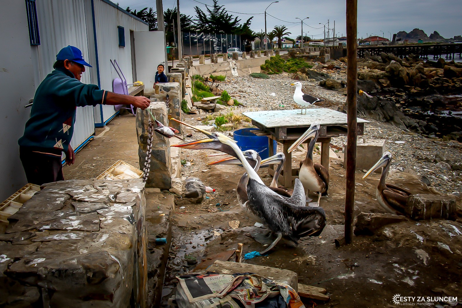 Ryby se v rybářské vesničce Guaquen zpracovávají přímo na břehu. Část úlovku připadne i pelikánům. - Ladislav Hanousek, Chile