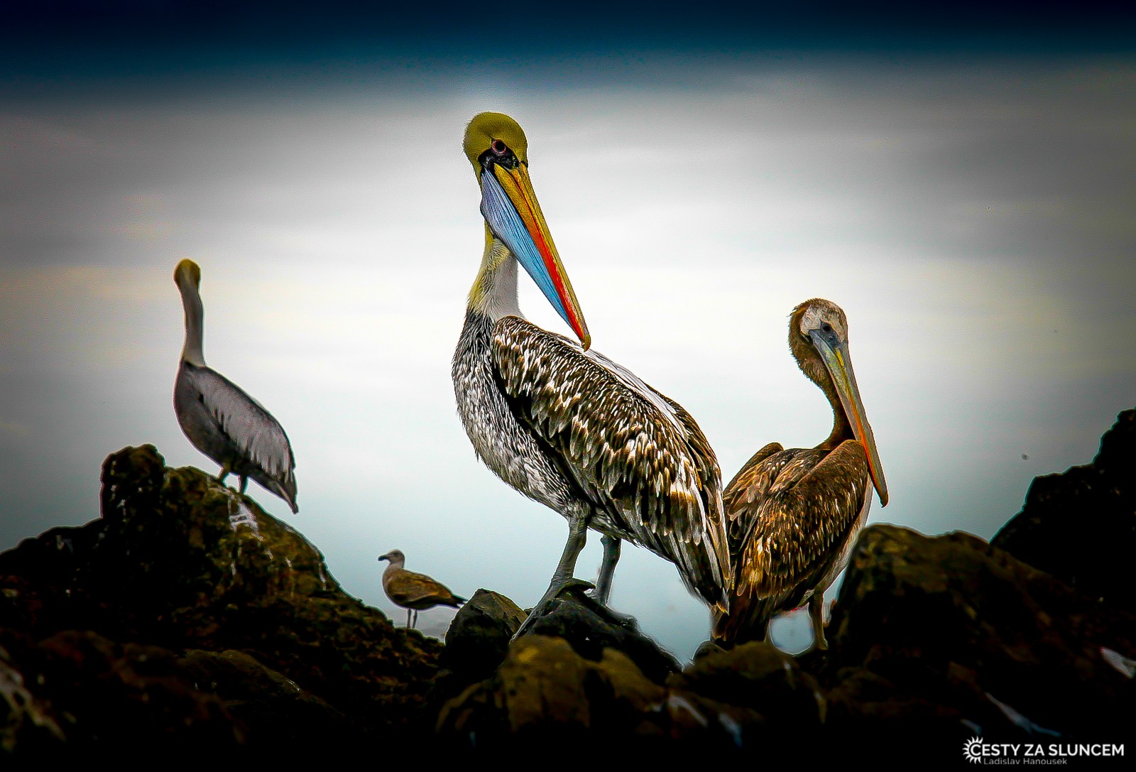 Pro všechny mořské ptáky je tu dostatek potravy. To je i důvodjejich početného výskytu. - Ladislav Hanousek, Chile