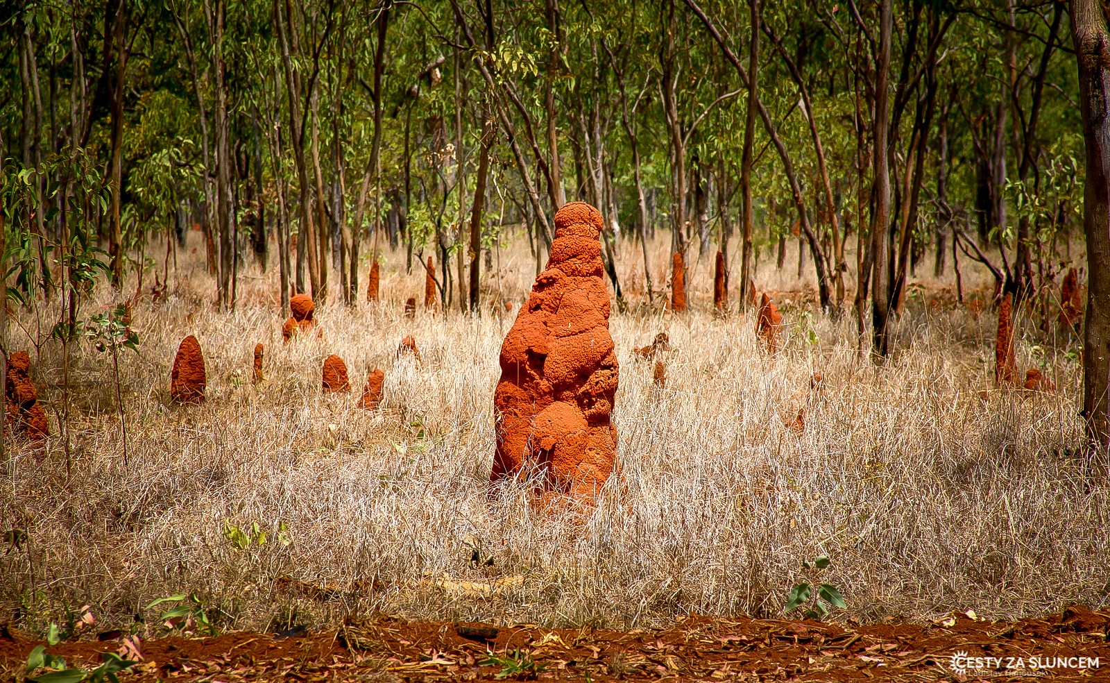 Termitiště podél Stuart Highway - Ladislav Hanousek, Střední Austrálie