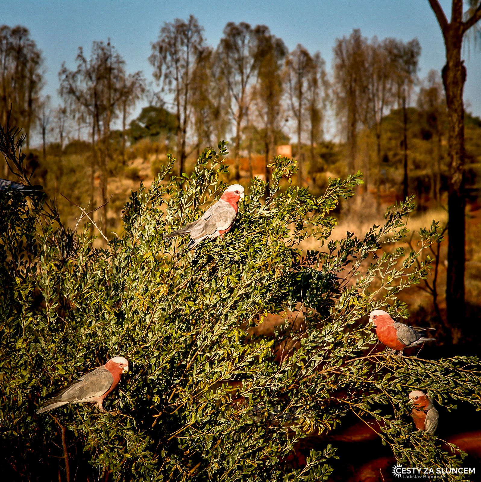 Stuart Highway mezi NP Elsey a Alice Springs - Ladislav Hanousek, Střední Austrálie