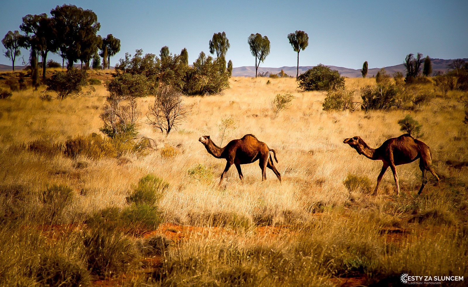Divocí velbloudi u Stuart Highway mezi NP Elsey a Alice Springs - Ladislav Hanousek, Střední Austrálie