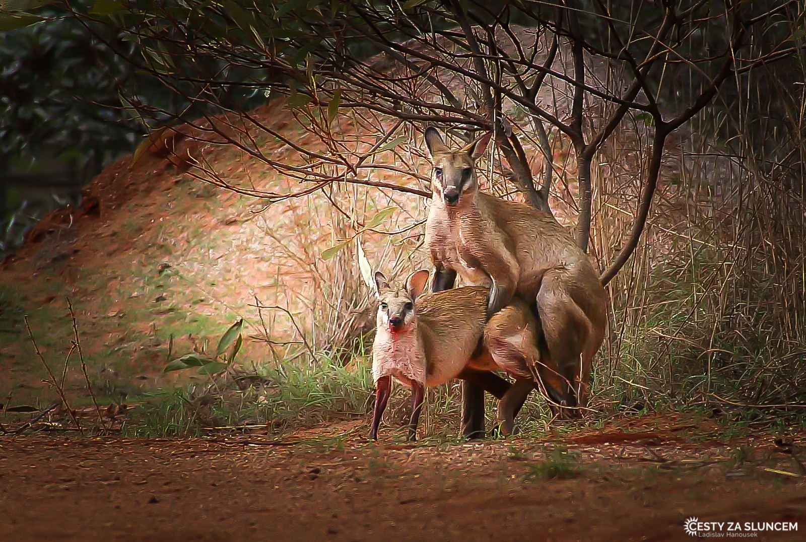 Yanchep National Park - Ladislav Hanousek, Západní Austrálie
