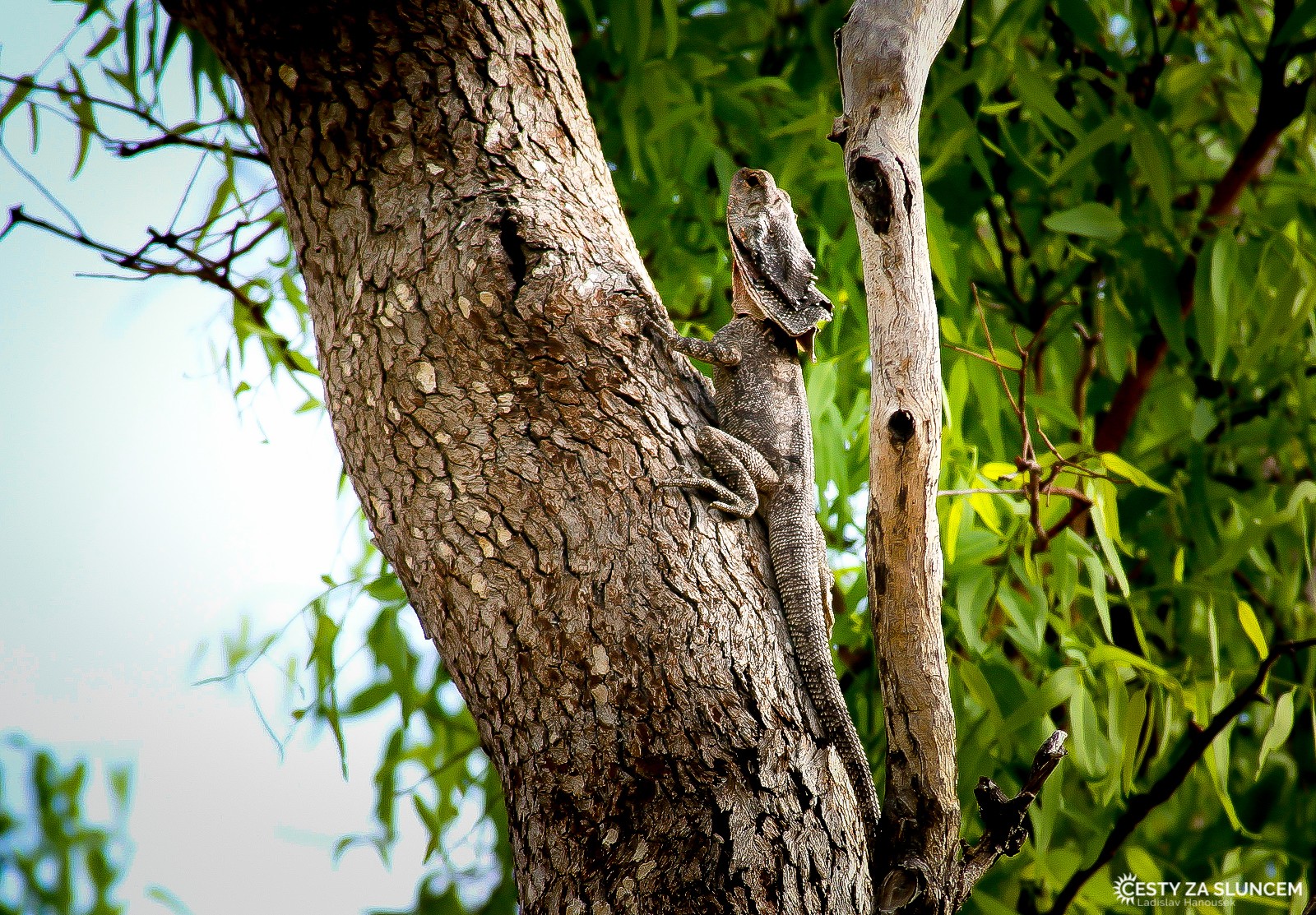 Toolonga Nature Reserve - Ladislav Hanousek, Západní Austrálie