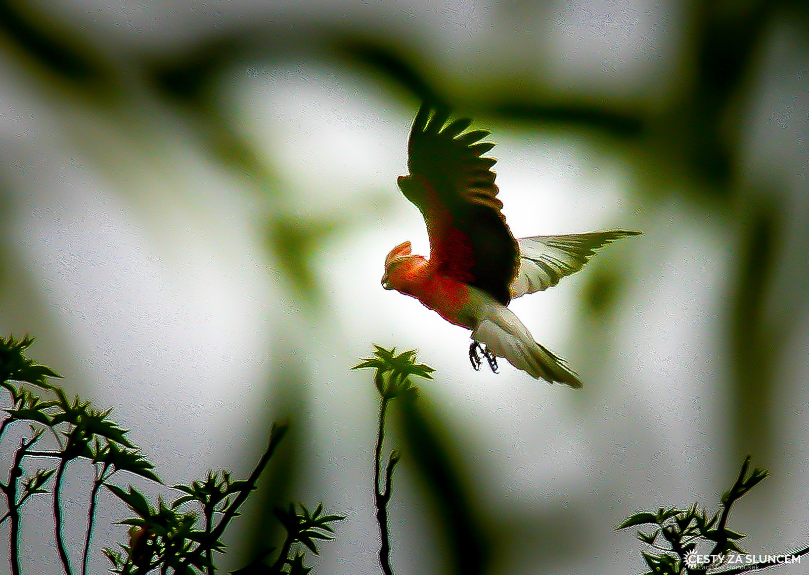 Toolonga Nature Reserve - Ladislav Hanousek, Západní Austrálie
