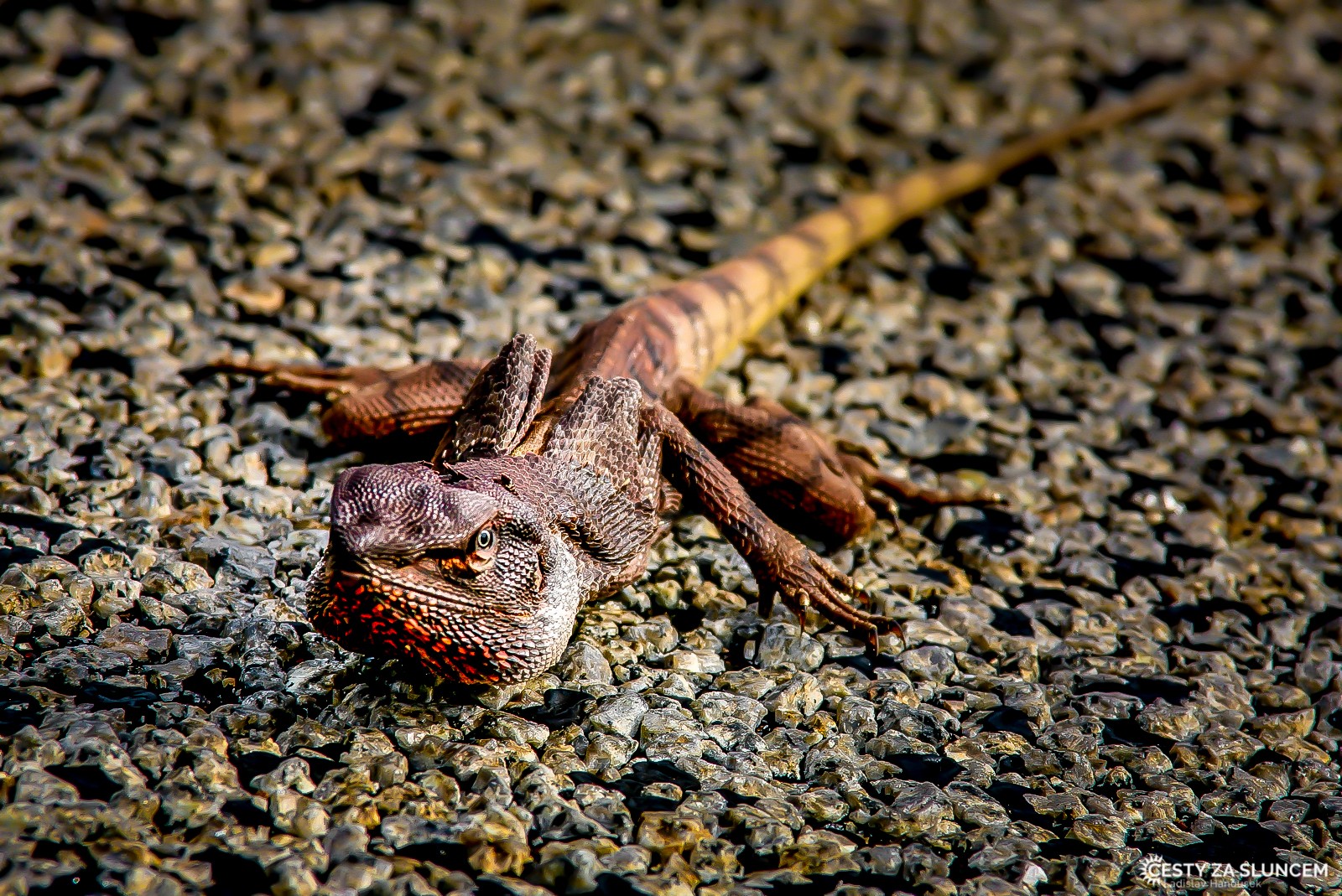 Cesta do Yanchep National Park - Ladislav Hanousek, Západní Austrálie