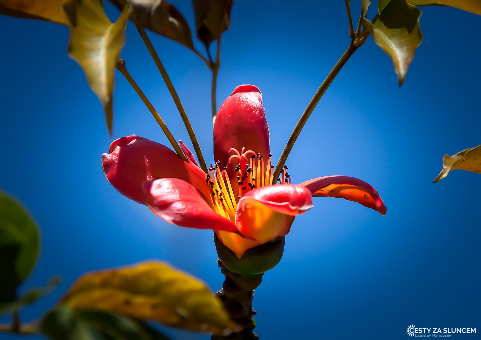 Město Cairns - tropická oblast Austrálie - Ladislav Hanousek, Východní Austrálie