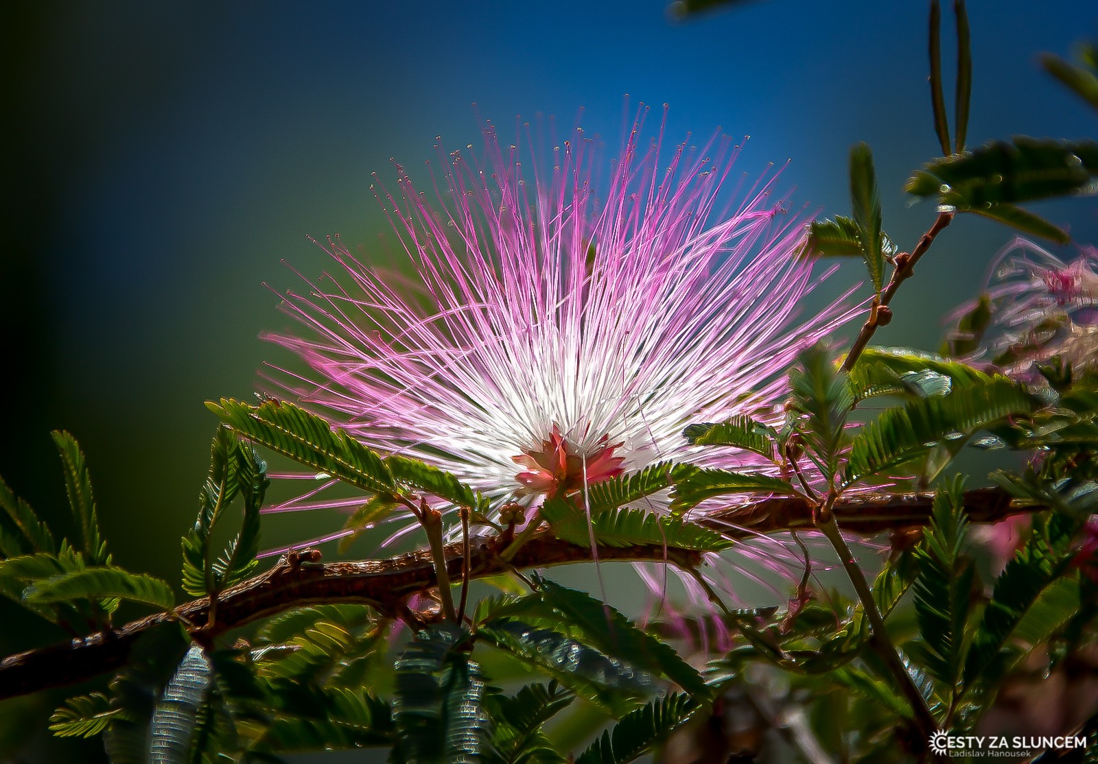 Příroda v okolí města Cairns - Ladislav Hanousek, Východní Austrálie
