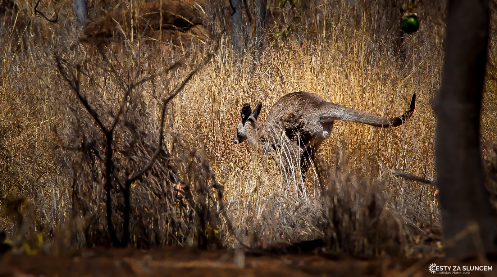 Klokan obrovský typický pro východní polovinu Austrálie - Ladislav Hanousek, Východní Austrálie