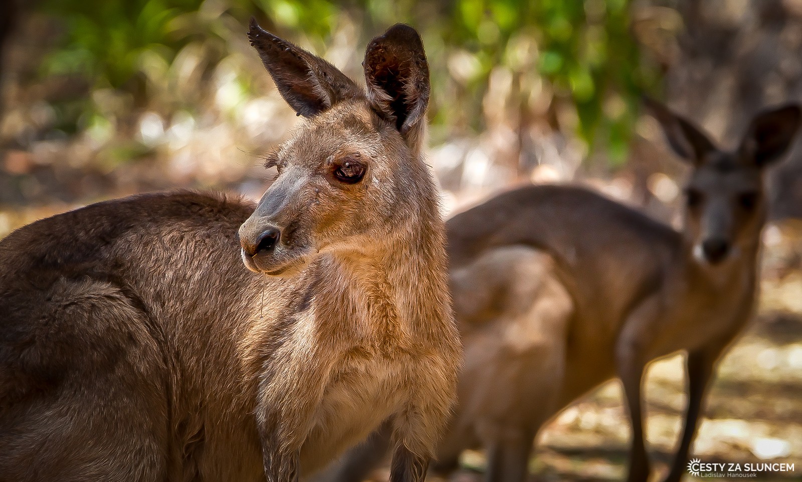 Klokan obrovský - Ladislav Hanousek, Východní Austrálie