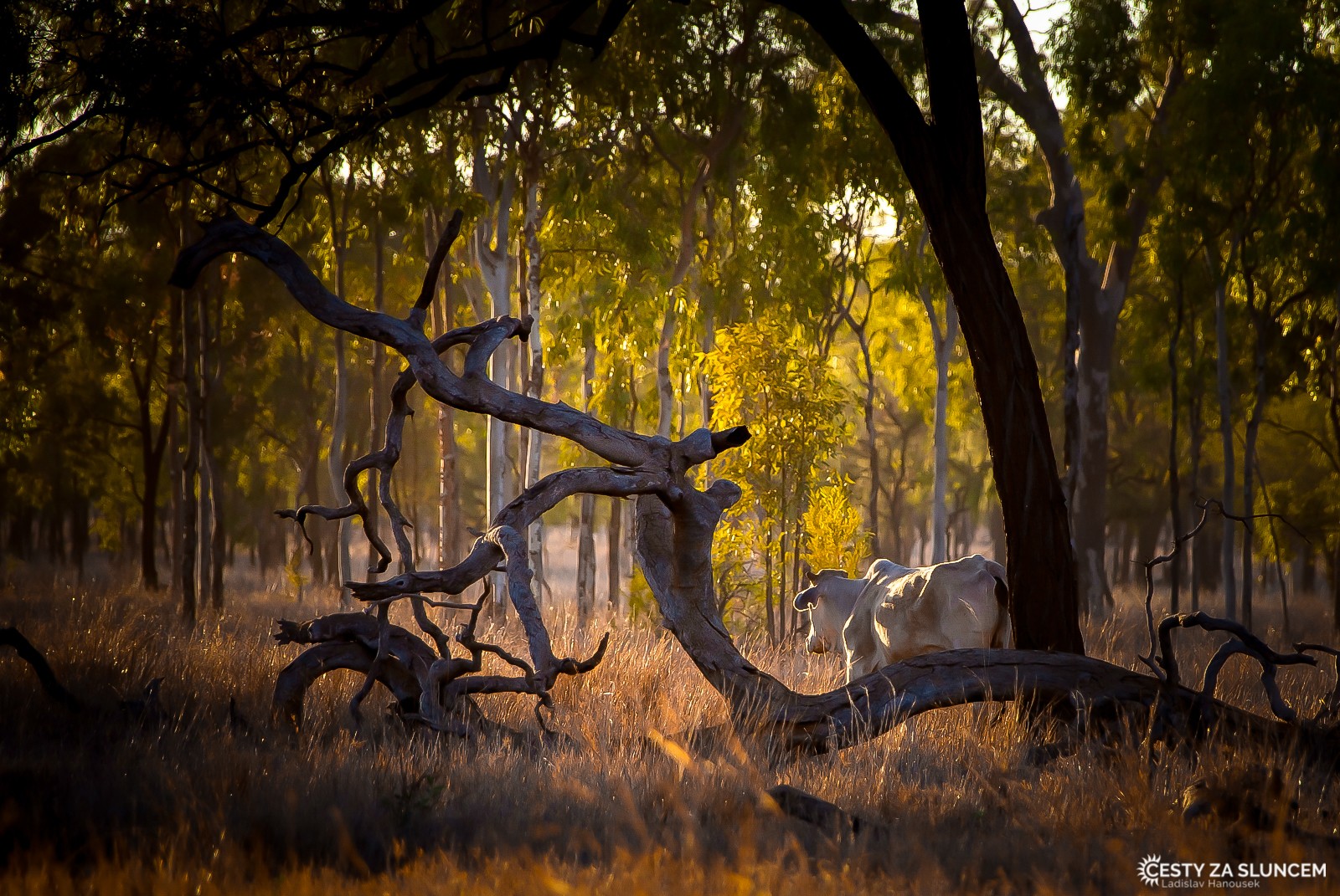 Cesta z Undara Volcanic NP do centra Austrálie k Uluru - Ladislav Hanousek, Východní Austrálie