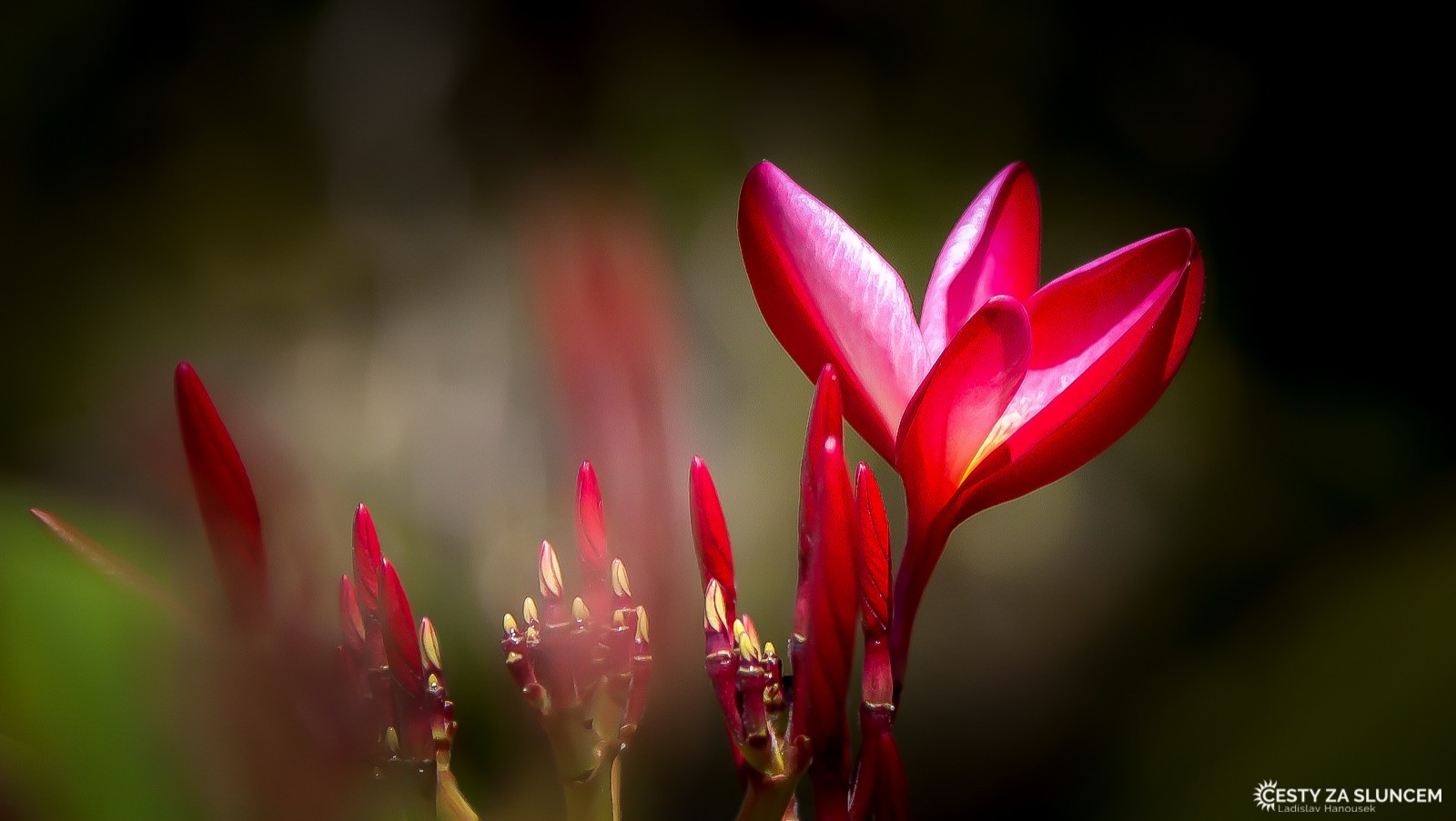 Příroda v okolí města Cairns - Ladislav Hanousek, Východní Austrálie