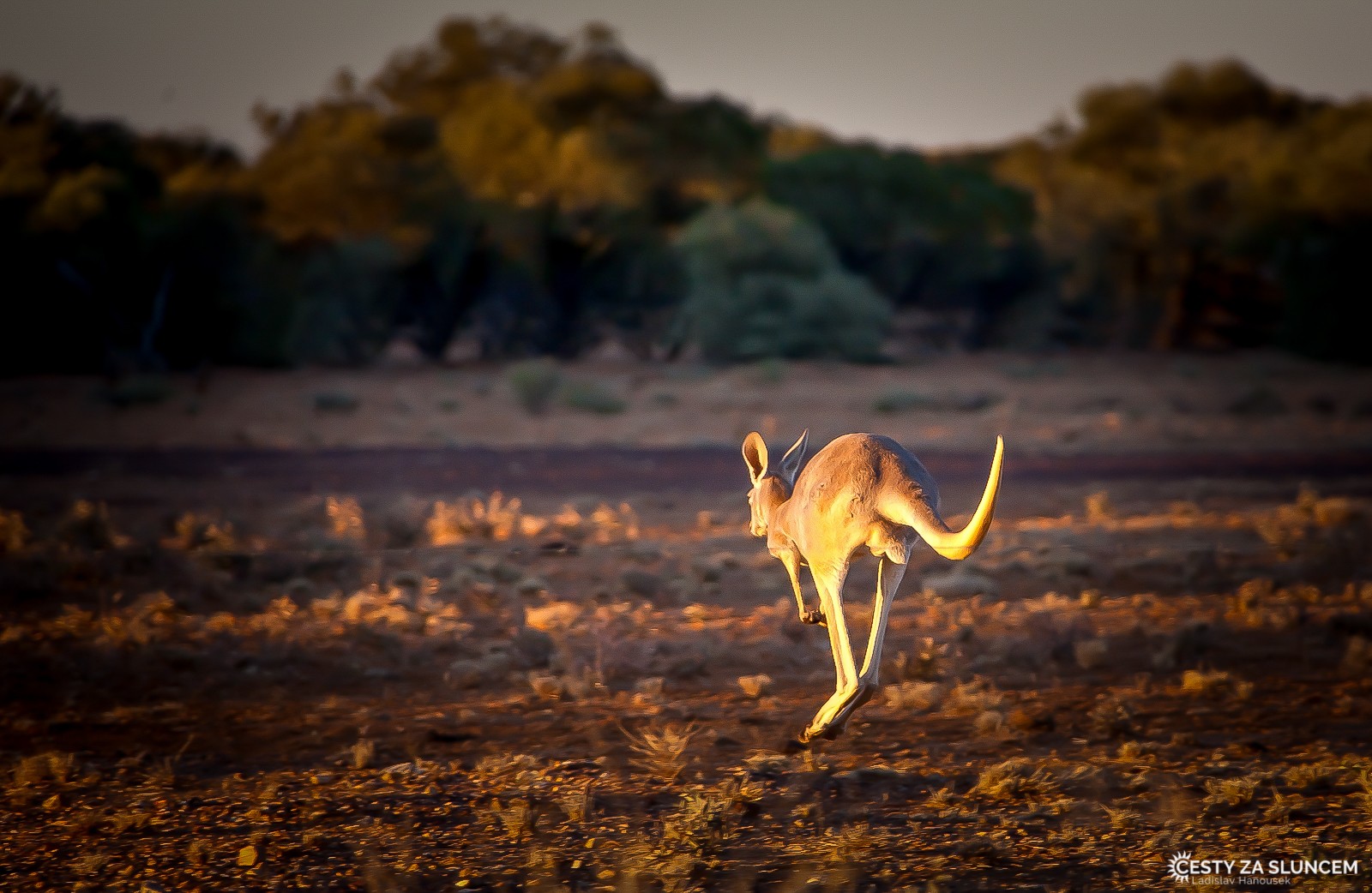 Klokan obrovský - Ladislav Hanousek, Východní Austrálie