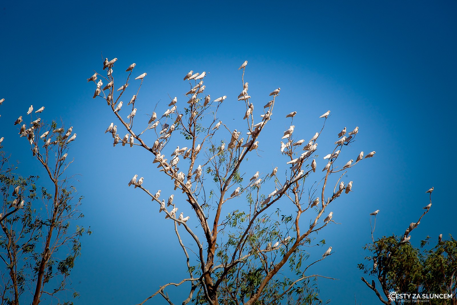 Cesta z Undara Volcanic NP do centra Austrálie k Uluru - Ladislav Hanousek, Východní Austrálie