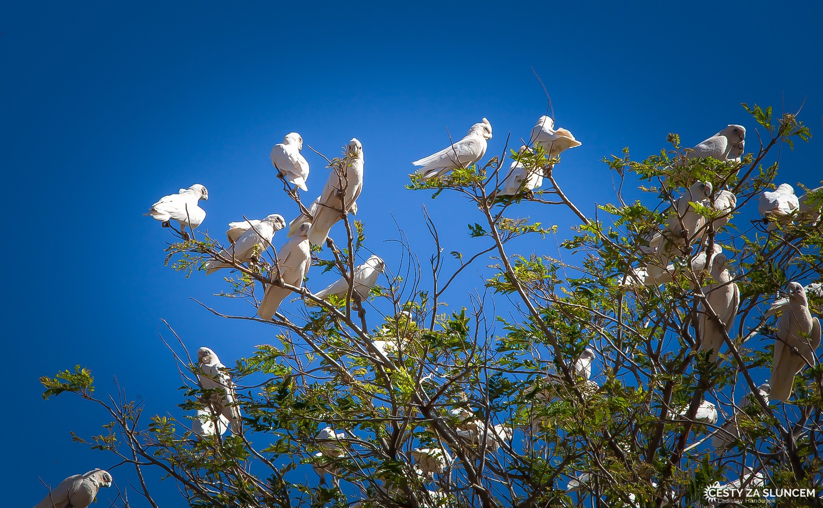 Cesta z Undara Volcanic NP do centra Austrálie k Uluru - Ladislav Hanousek, Východní Austrálie