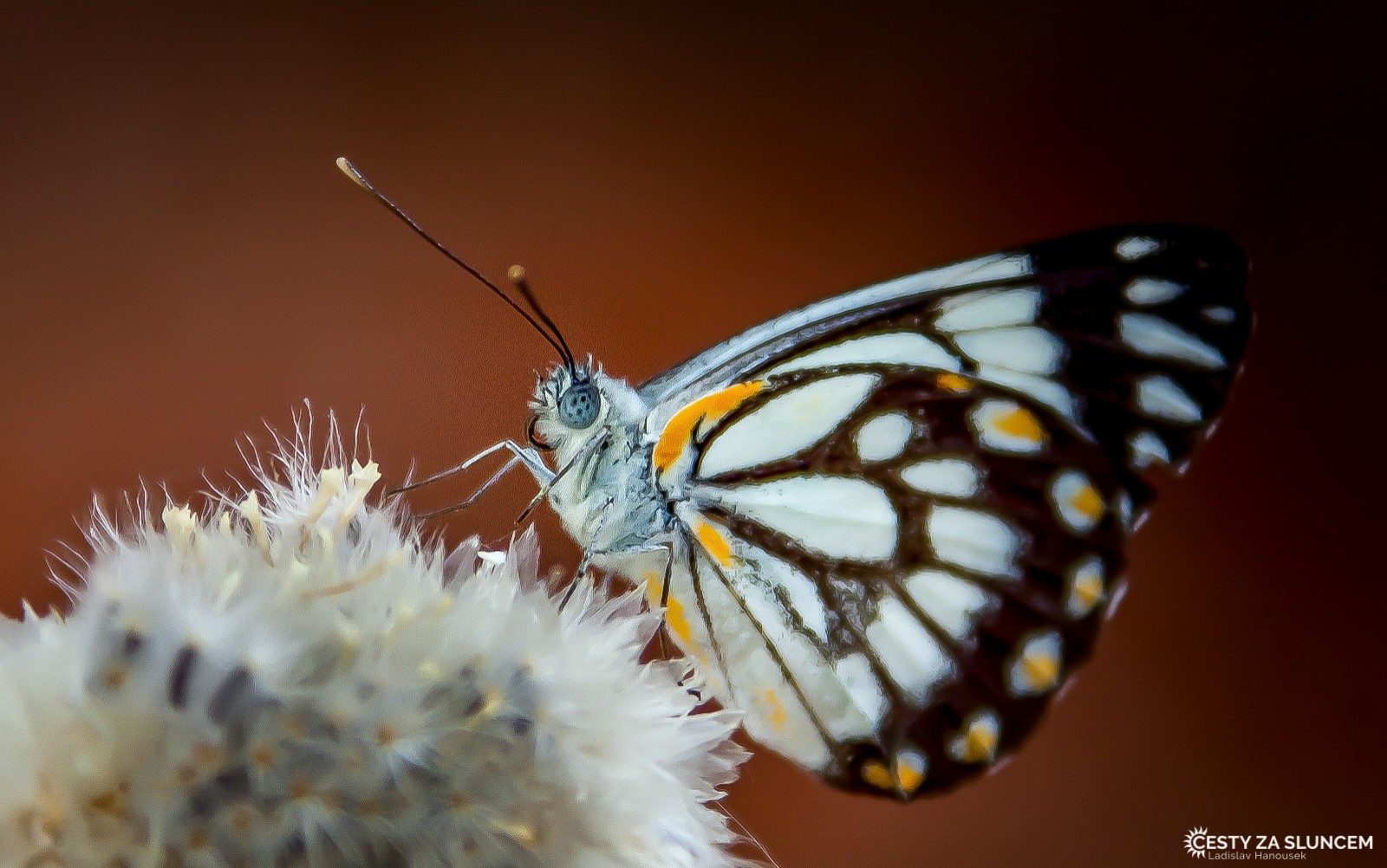 Cesta z Undara Volcanic NP do centra Austrálie k Uluru - Ladislav Hanousek, Východní Austrálie