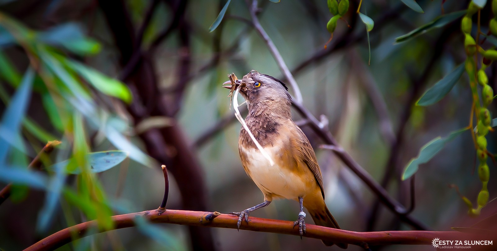 Blue Mountains - Ladislav Hanousek, Východní Austrálie
