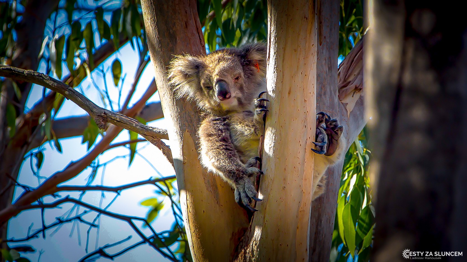 Yanchep National Park - Ladislav Hanousek, Západní Austrálie