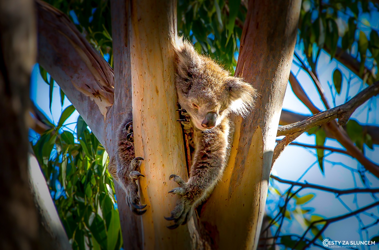 Yanchep National Park - Ladislav Hanousek, Západní Austrálie